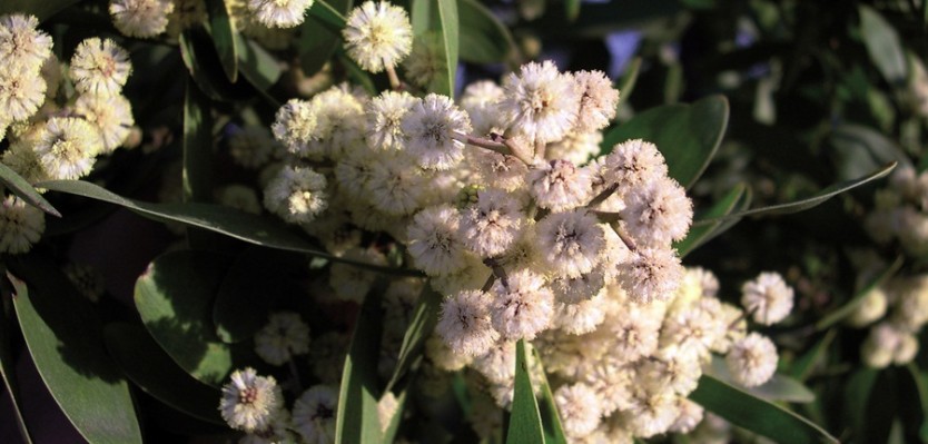 Acacia melanoxylon