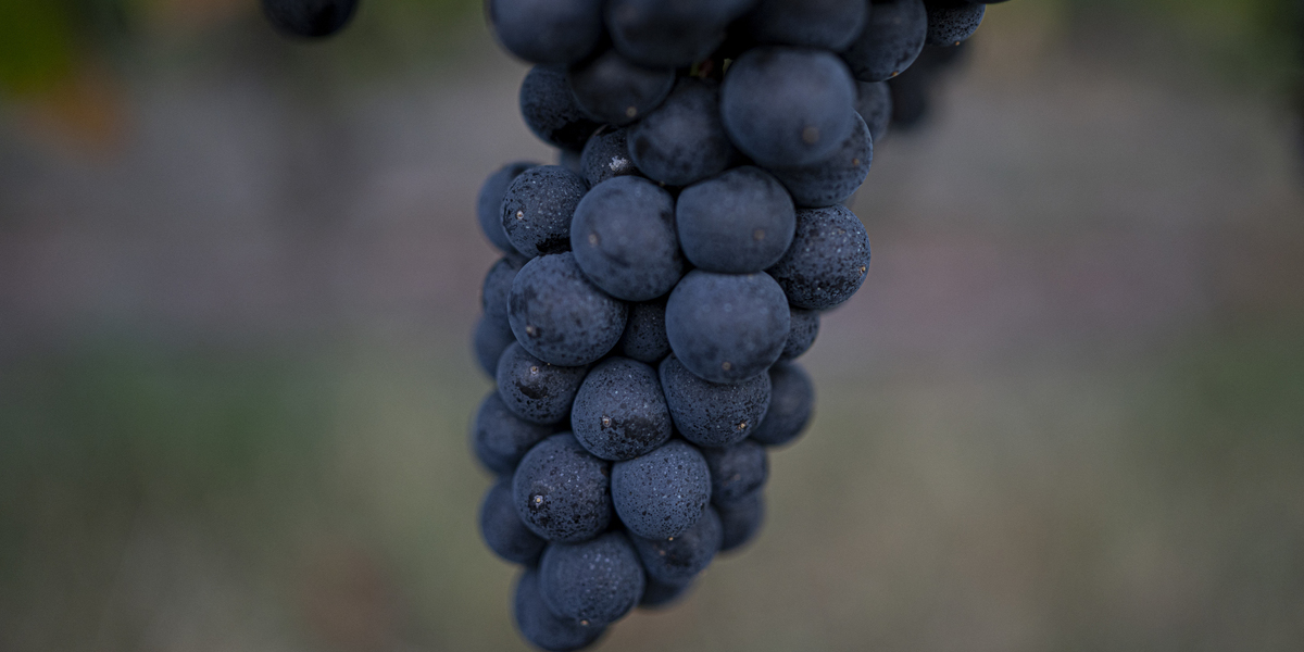“Operação Vindimas’25”: ASAE fiscaliza trânsito de uvas nas regiões dos Vinhos Verdes e Douro