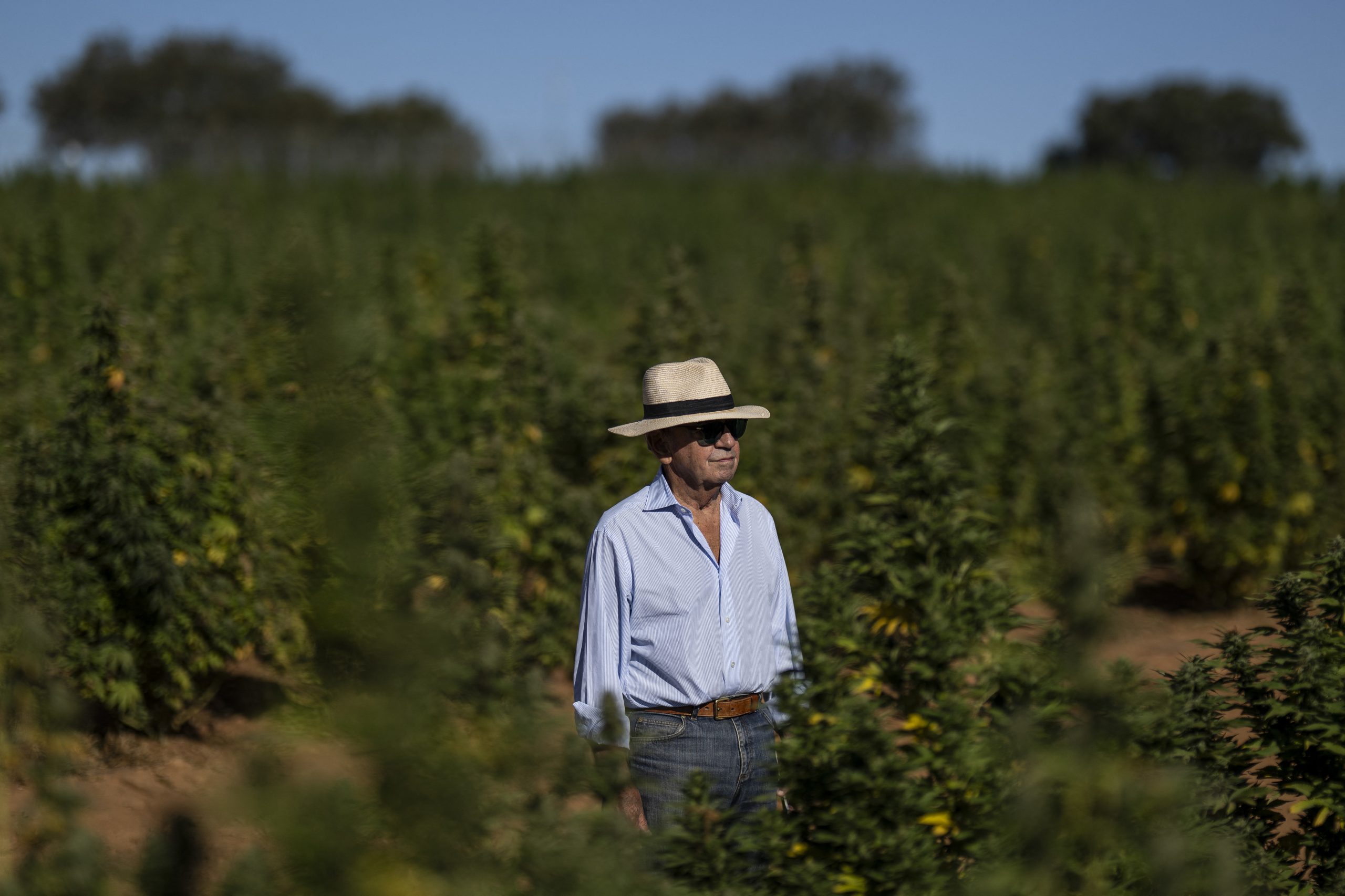 Portugal é foco europeu de cannabis medicinal