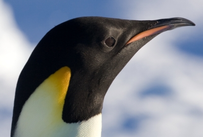 Na Antártida foi registado o mergulho mais longo feito por um pinguim — e este pode não ser um bom recorde