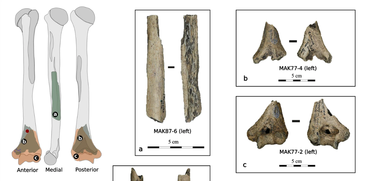 Quais os rituais funerários na Idade do Gelo? Encontradas evidências de canibalismo há 18 mil anos numa gruta na Polónia
