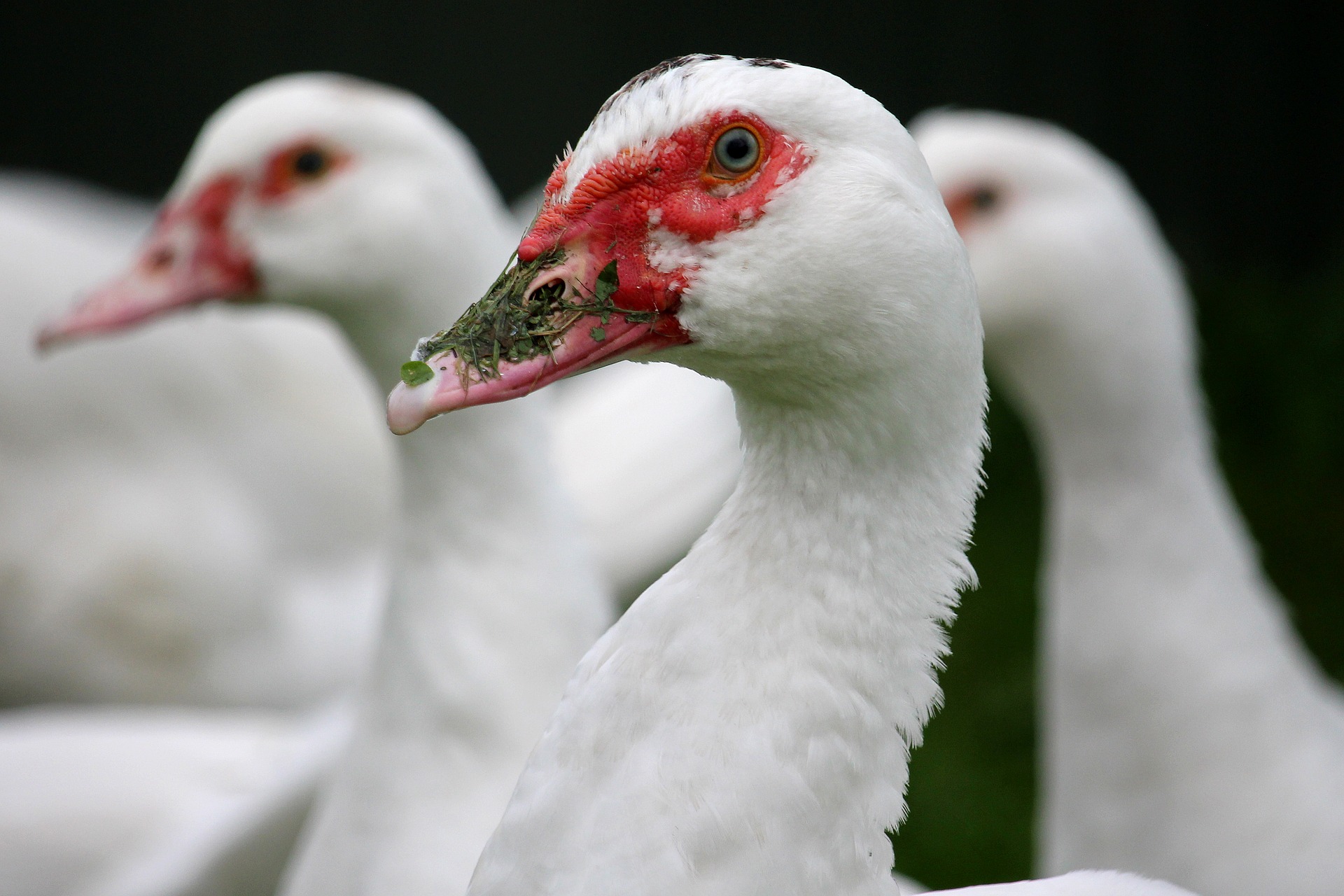 Detetada gripe das aves numa exploração de patos em Torres Vedras