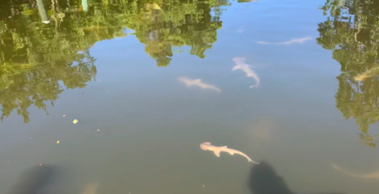 Maré vermelha tóxica faz com que tubarões se refugiem num canal da Florida, perto das casas