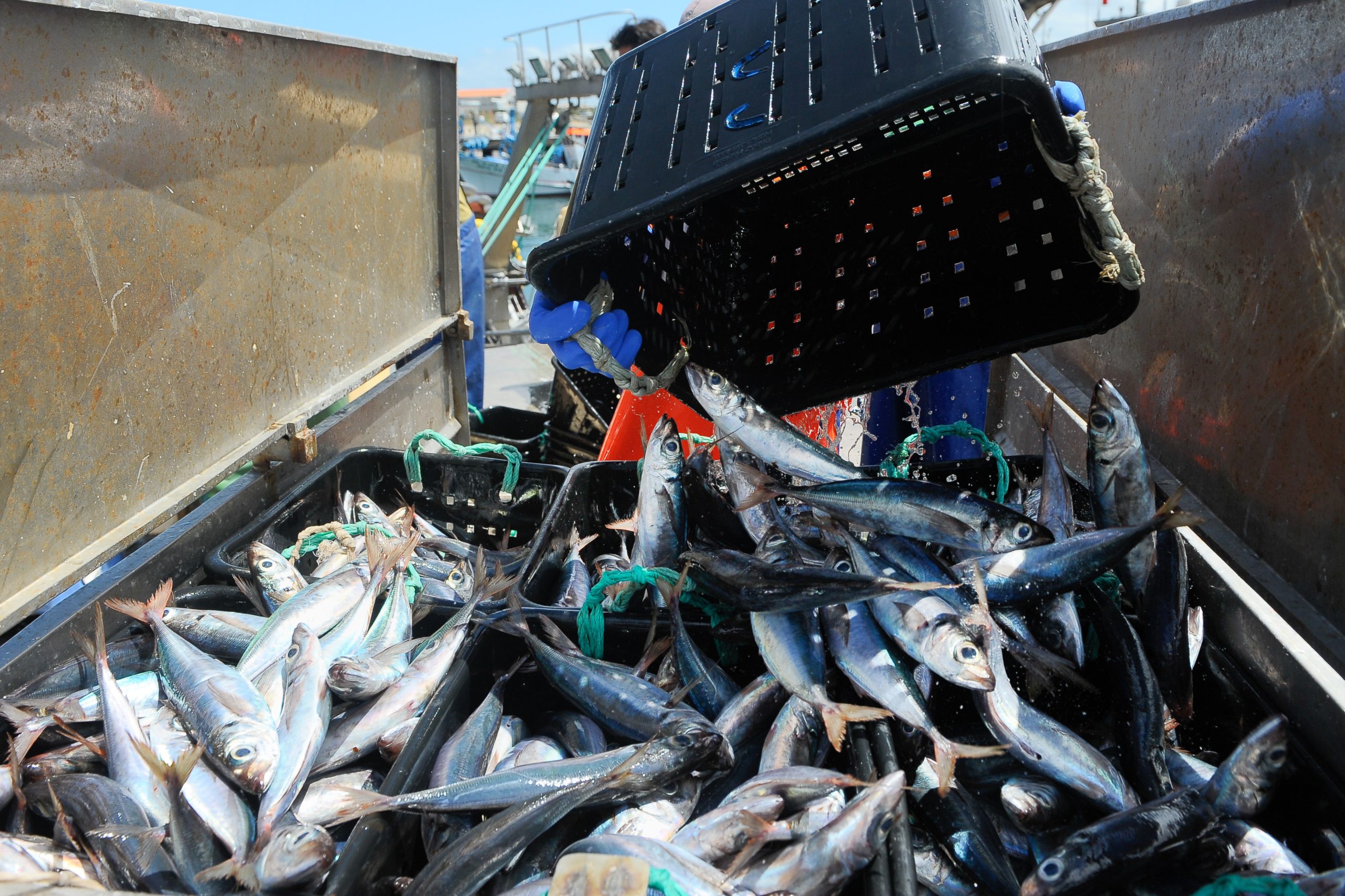 Covid-19: Leilões de pescado reduzidos e taxa de acostagem suspensa