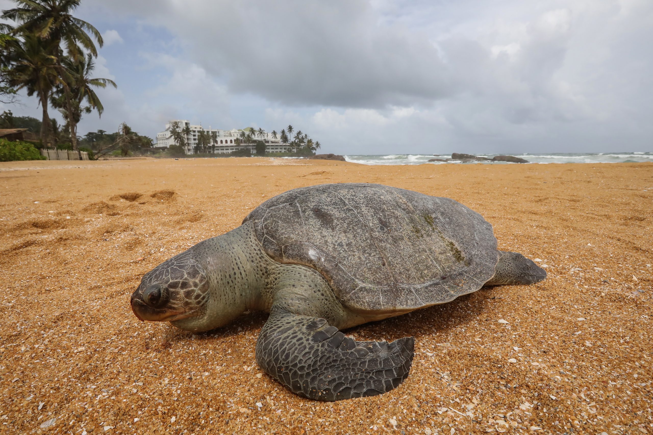 Centenas de tartarugas mortas deram à costa no Sri Lanka. Em causa está o naufrágio de um navio de carga