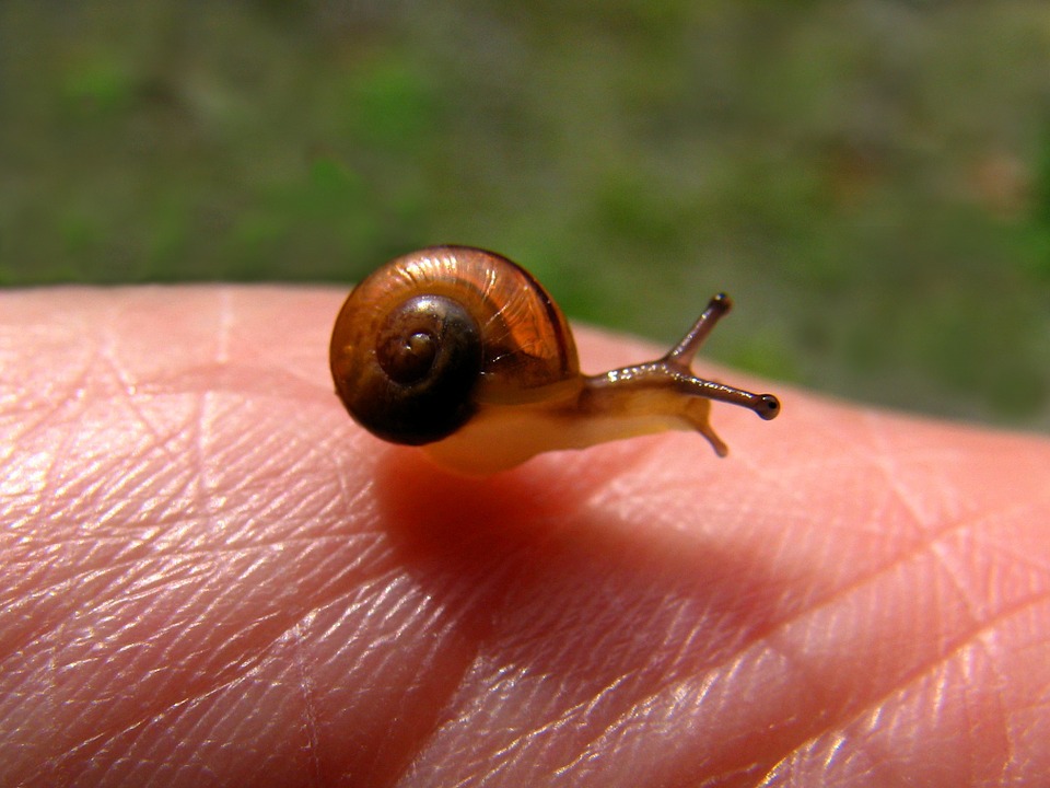 Mais de 600 mil caracóis bebés fazem nascer 1.ª exploração em Paredes de Coura