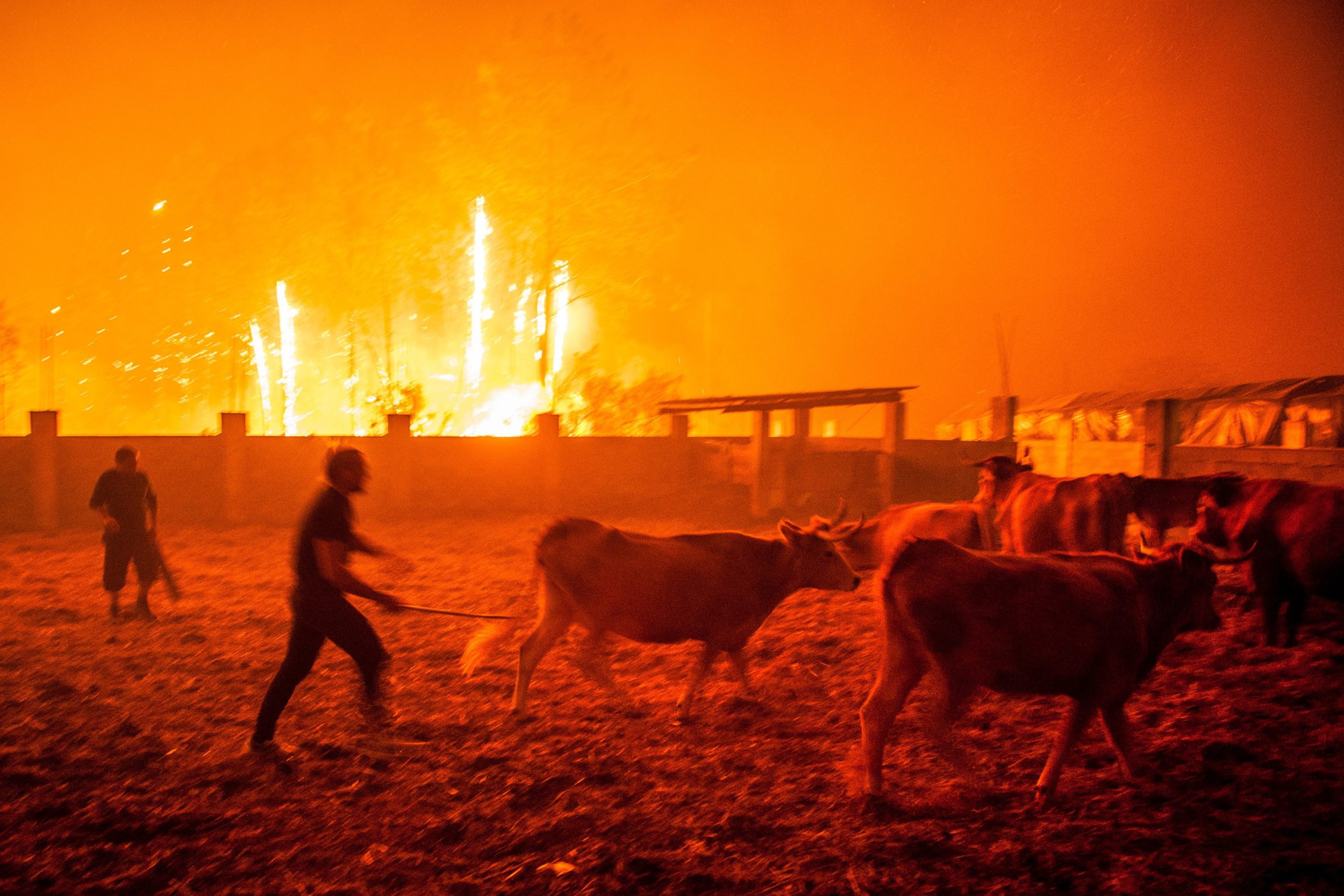 Incêndios: Conselho de Estado analisou desafios europeus e formulou voto de pesar pelos fogos