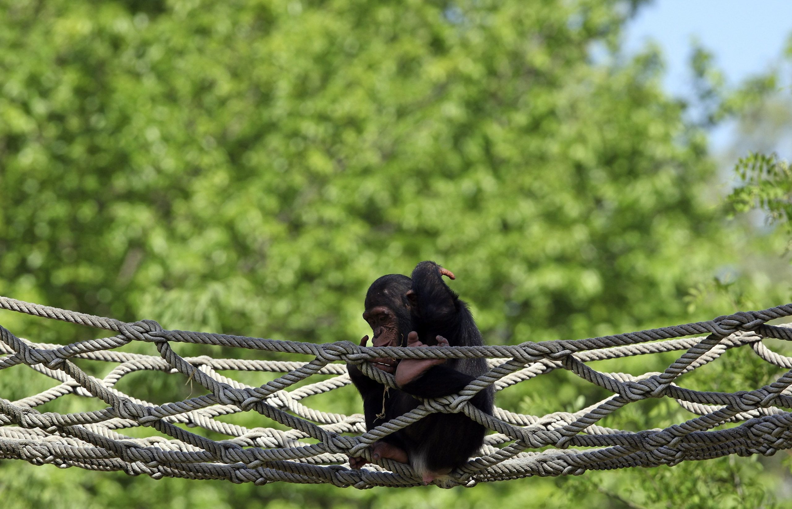 Estudos em chimpanzés e abelhas mostram que é possível aprendizagem social em animais