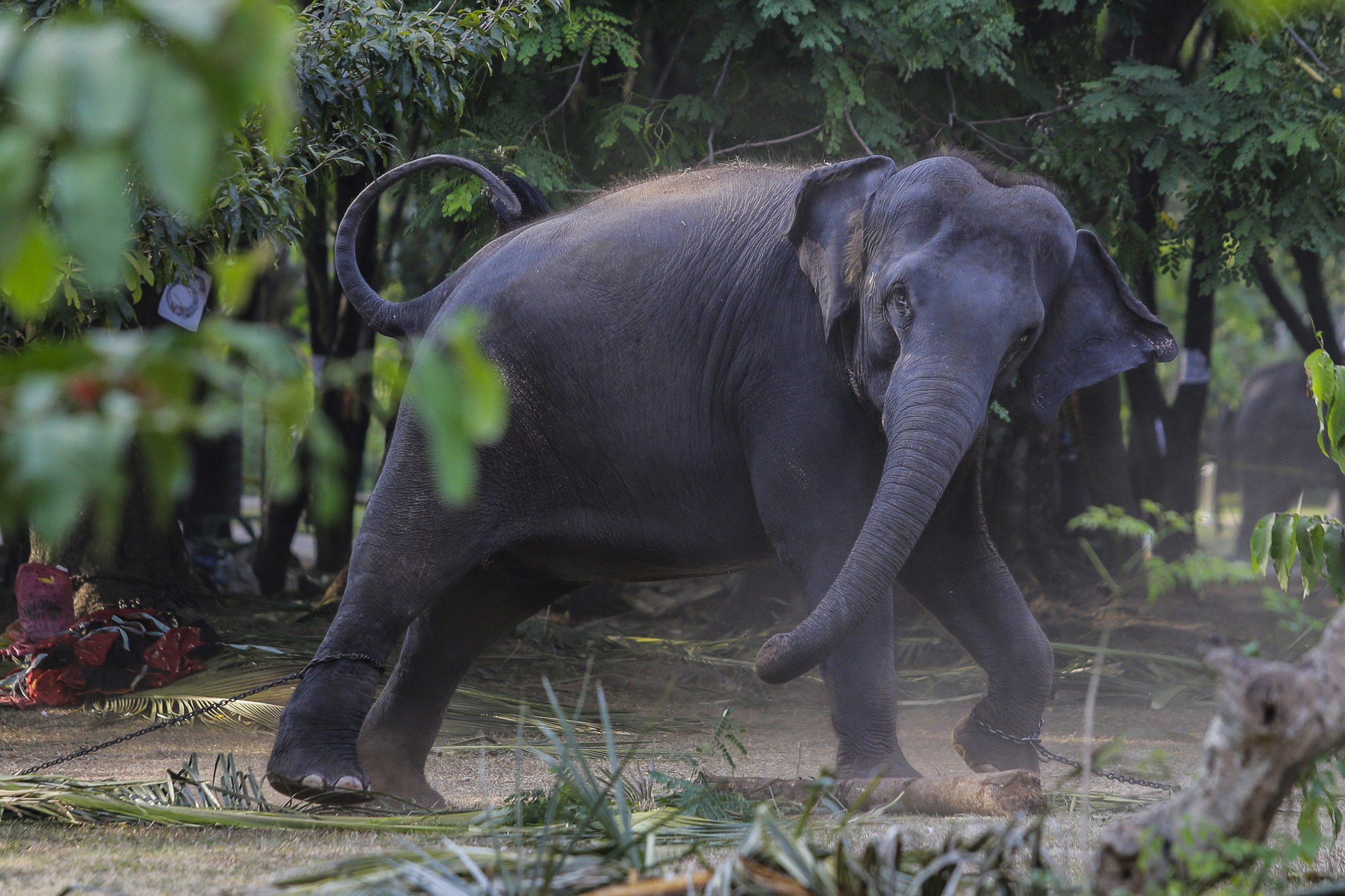 Elefantes morrem após comer lixo plástico em aterro no Sri Lanka