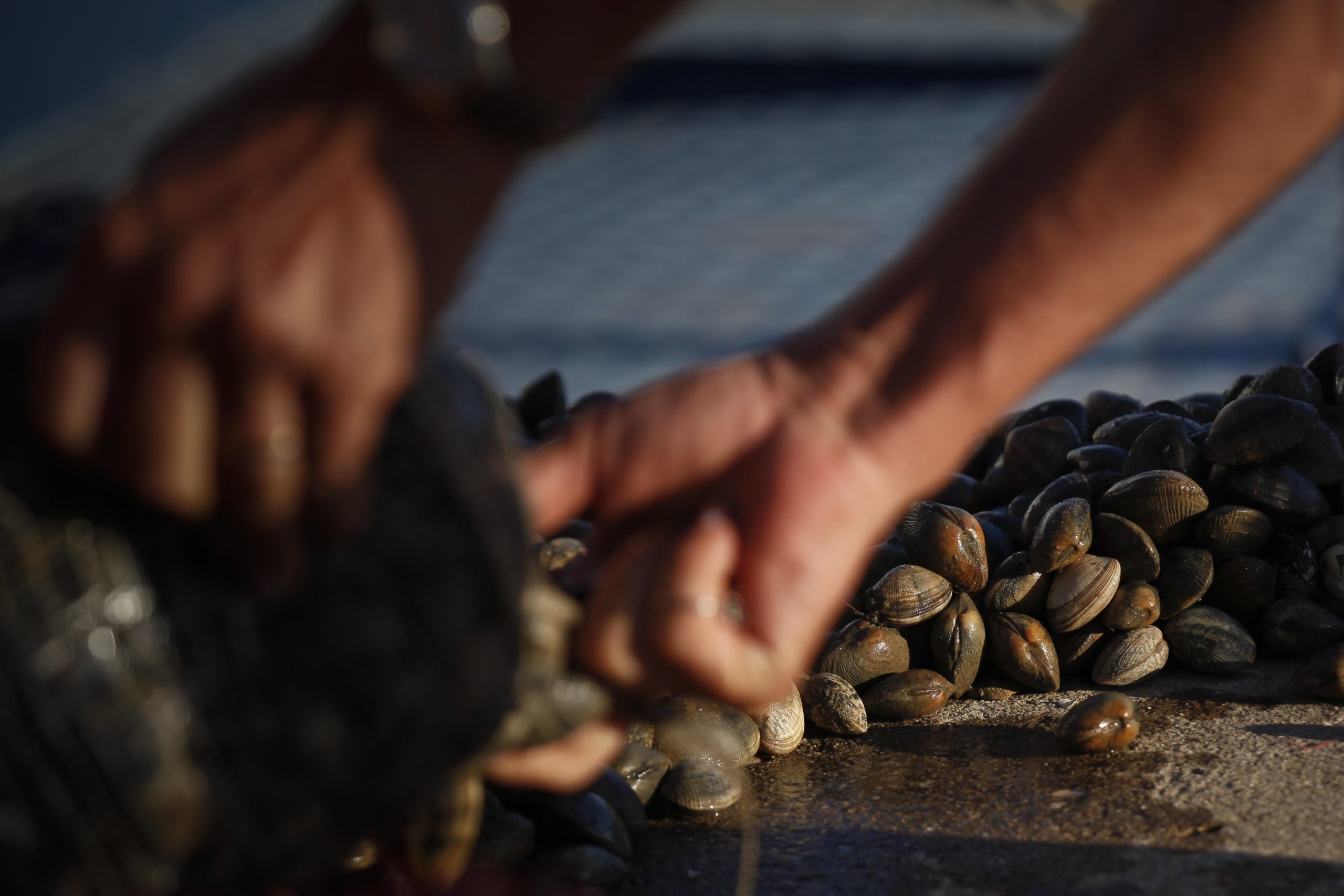 É o fim para a apanha da amêijoa no Tejo?