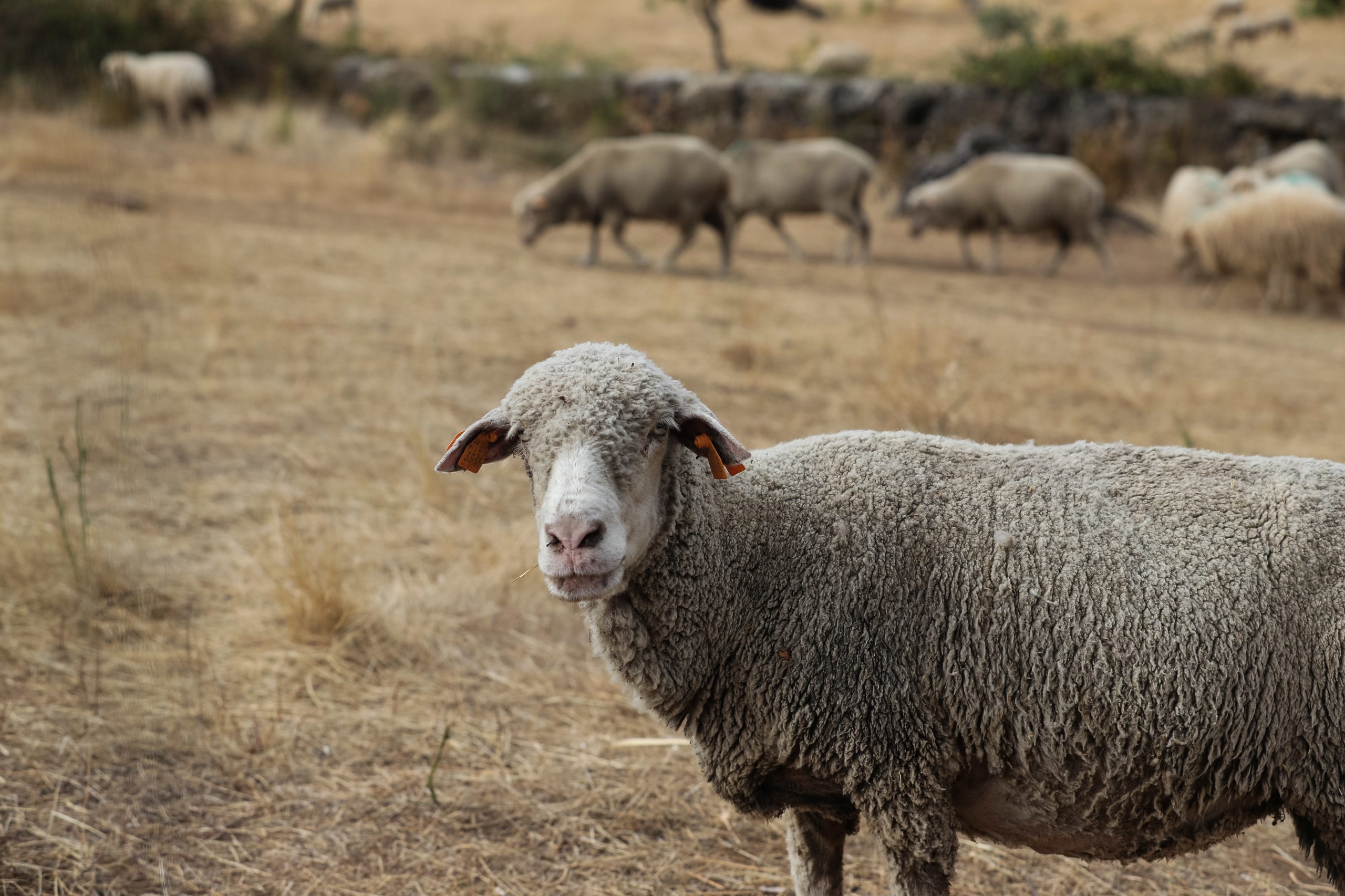 Em Boticas há 1.500 cabras e ovelhas a ajudar a prevenir incêndios rurais