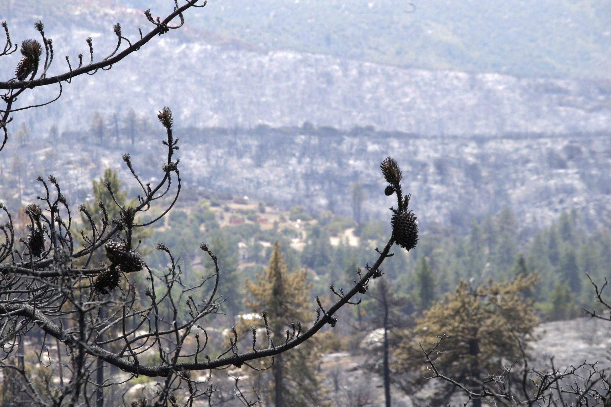 EUA: Incêndios ameaçam 10 mil habitações no norte da Califórnia