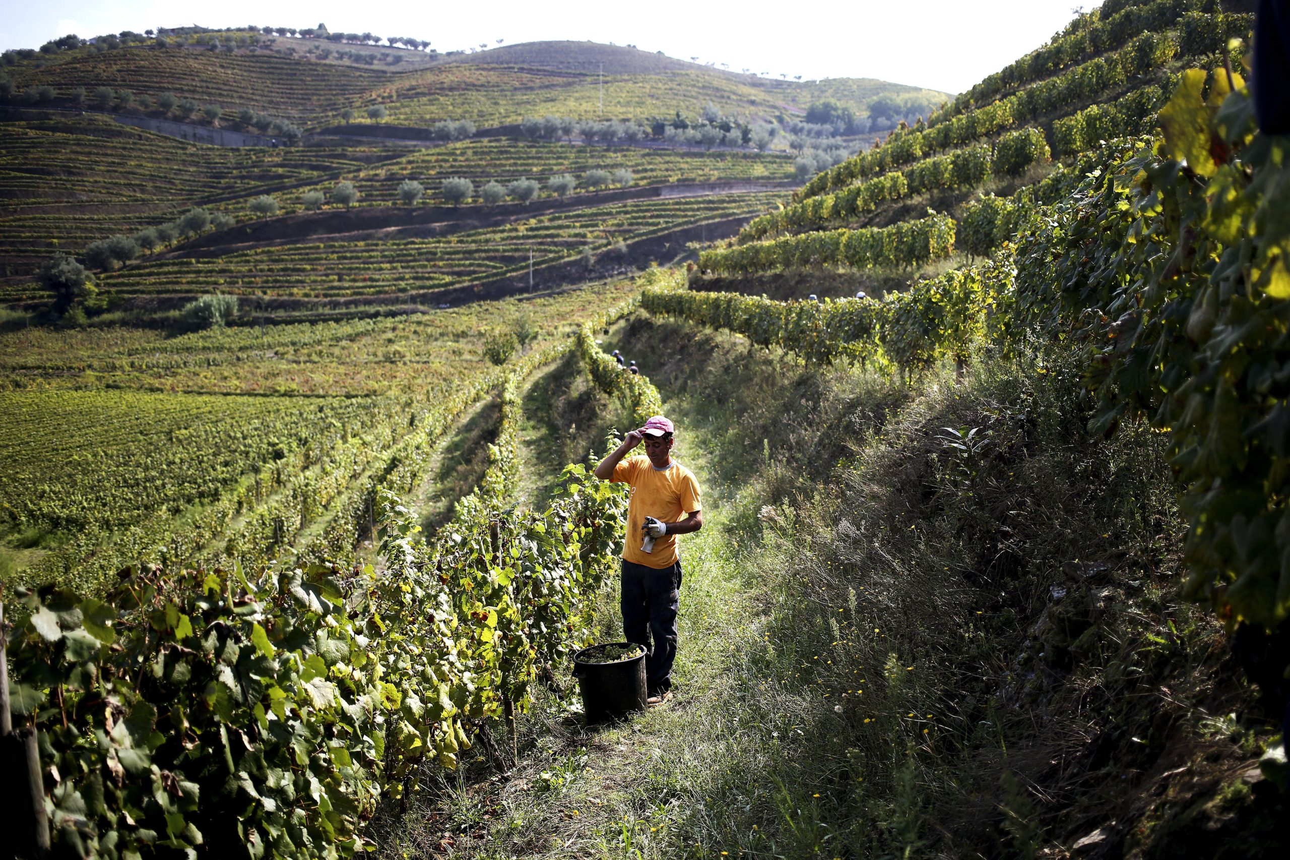 Seca e calor obrigam a vindimas antecipadas no Douro