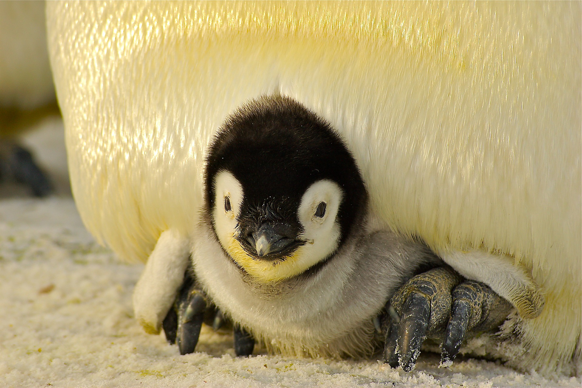 Antártida. Quando uma tempestade devasta a segunda maior colónia de pinguins-imperadores do mundo