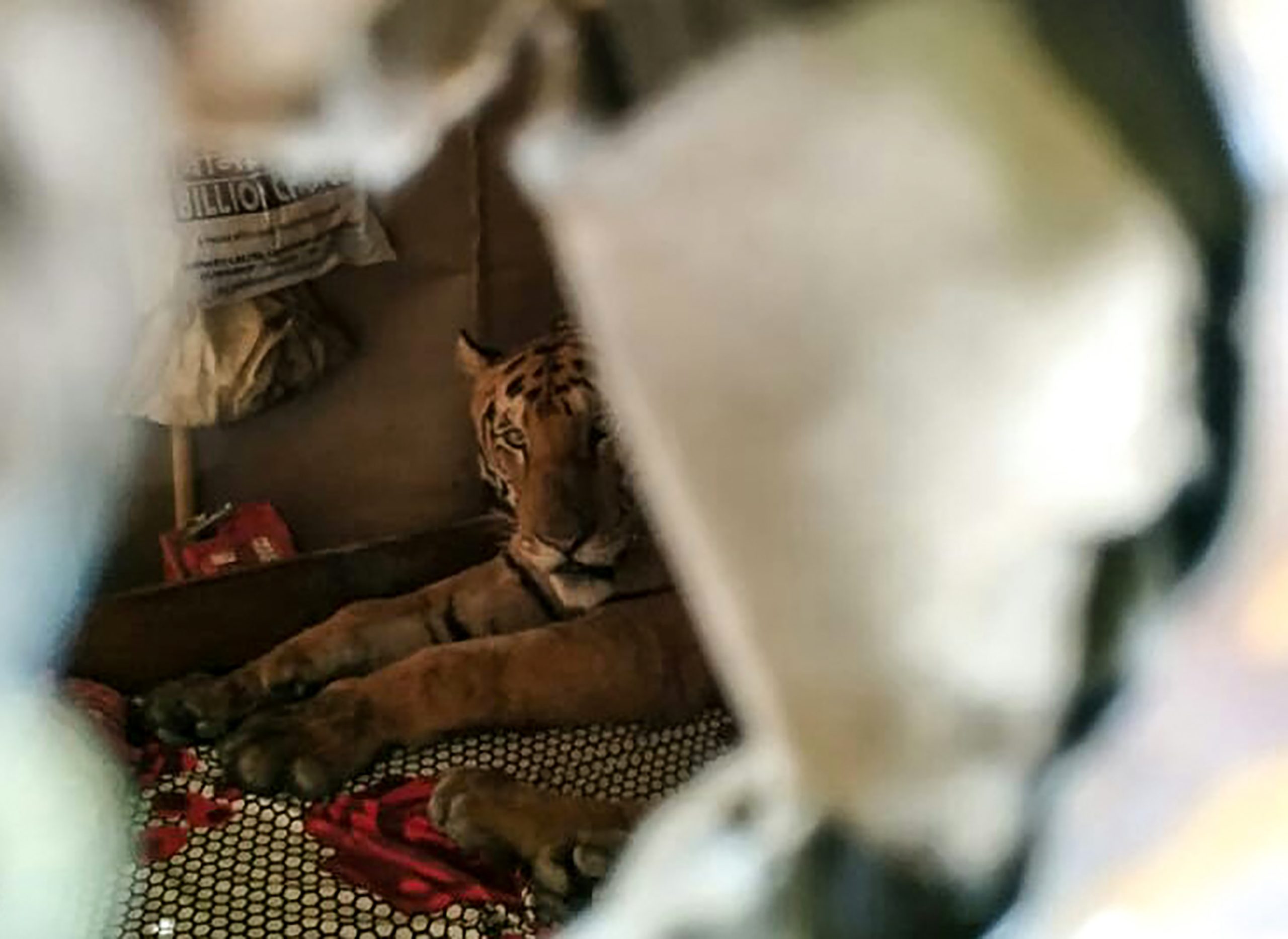 Tigres, rinocerontes e outros animais selvagens também são vítimas das monções na Índia