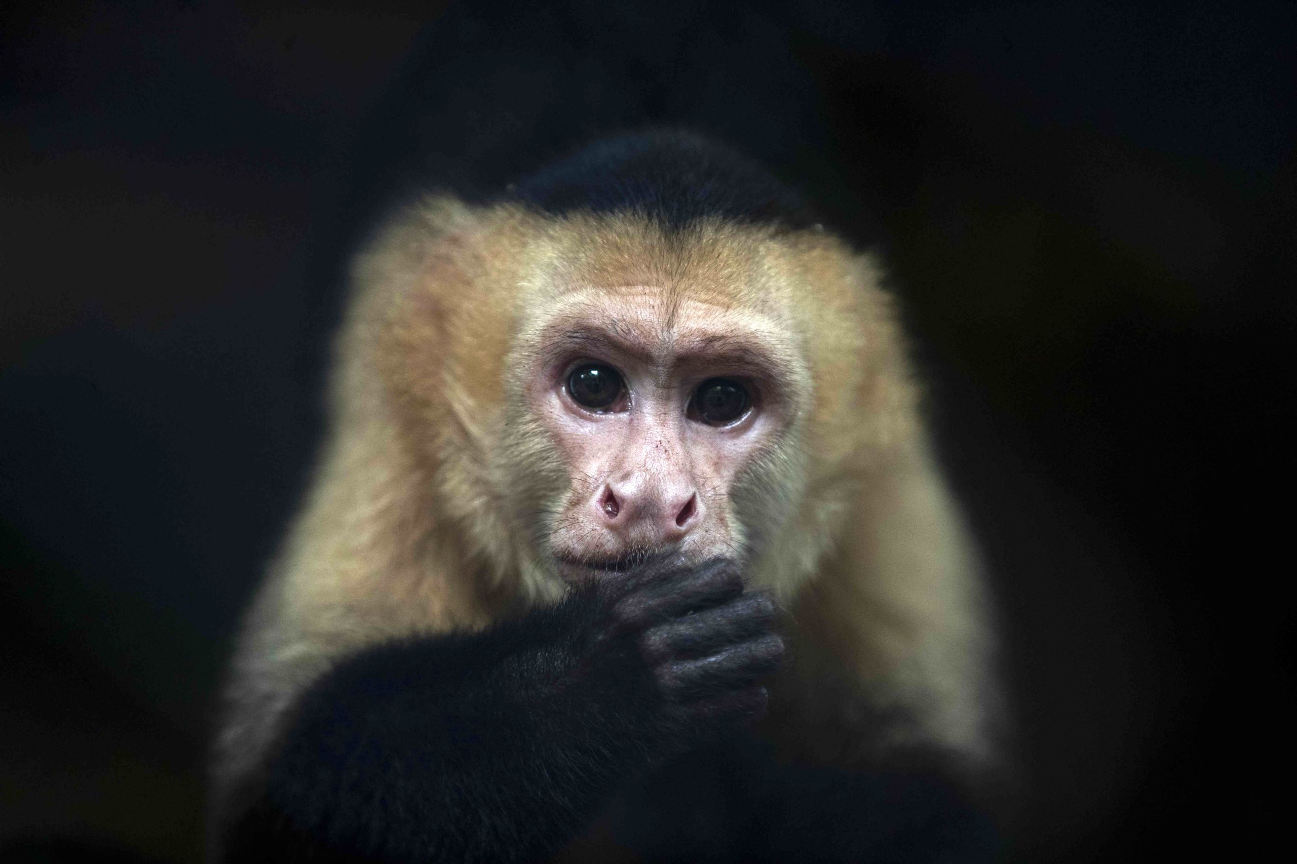 Governo timorense proíbe cães, gatos e macacos soltos em locais públicos