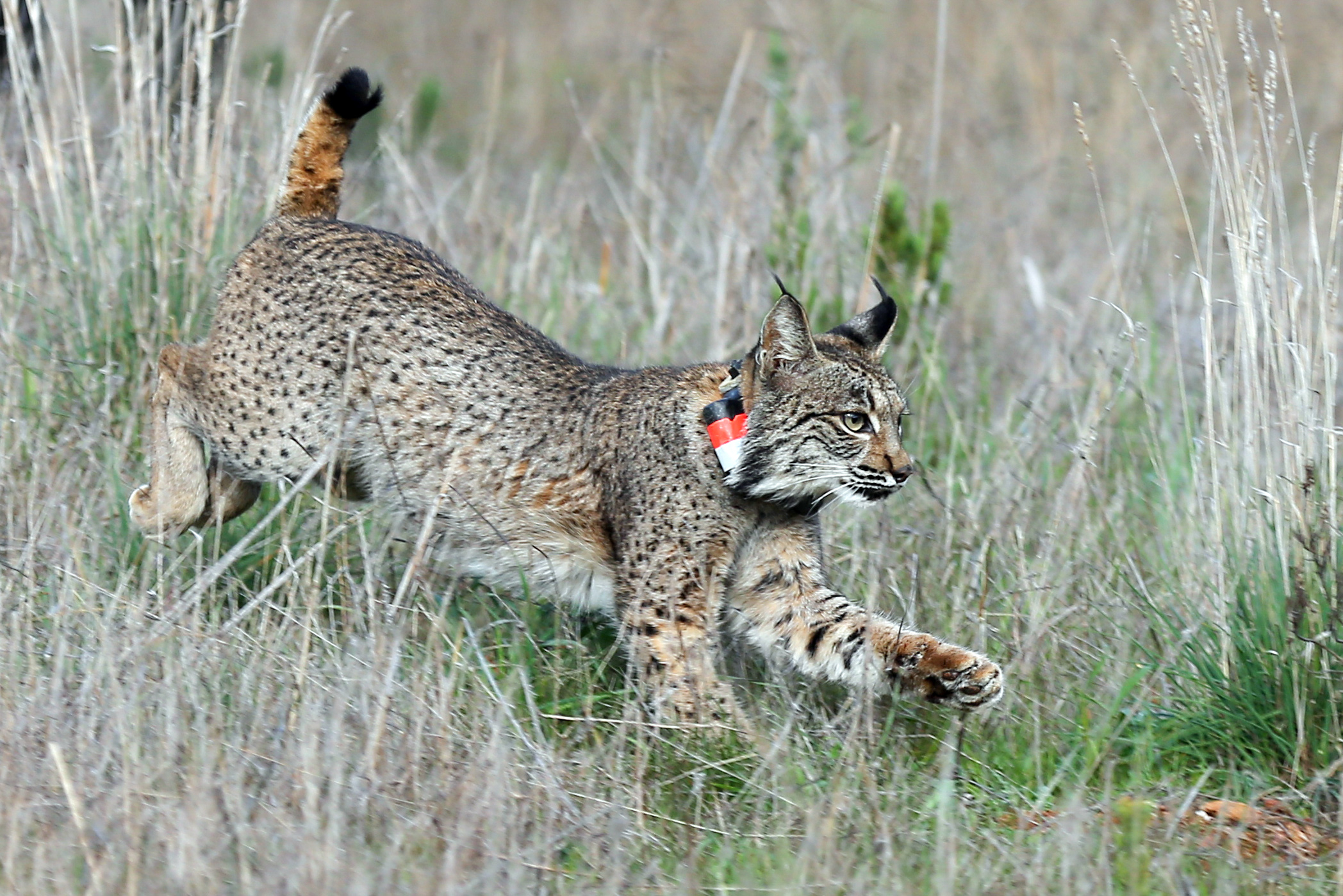 Cerca de 70 profissionais participaram na deslocação de 29 linces de Silves para Espanha