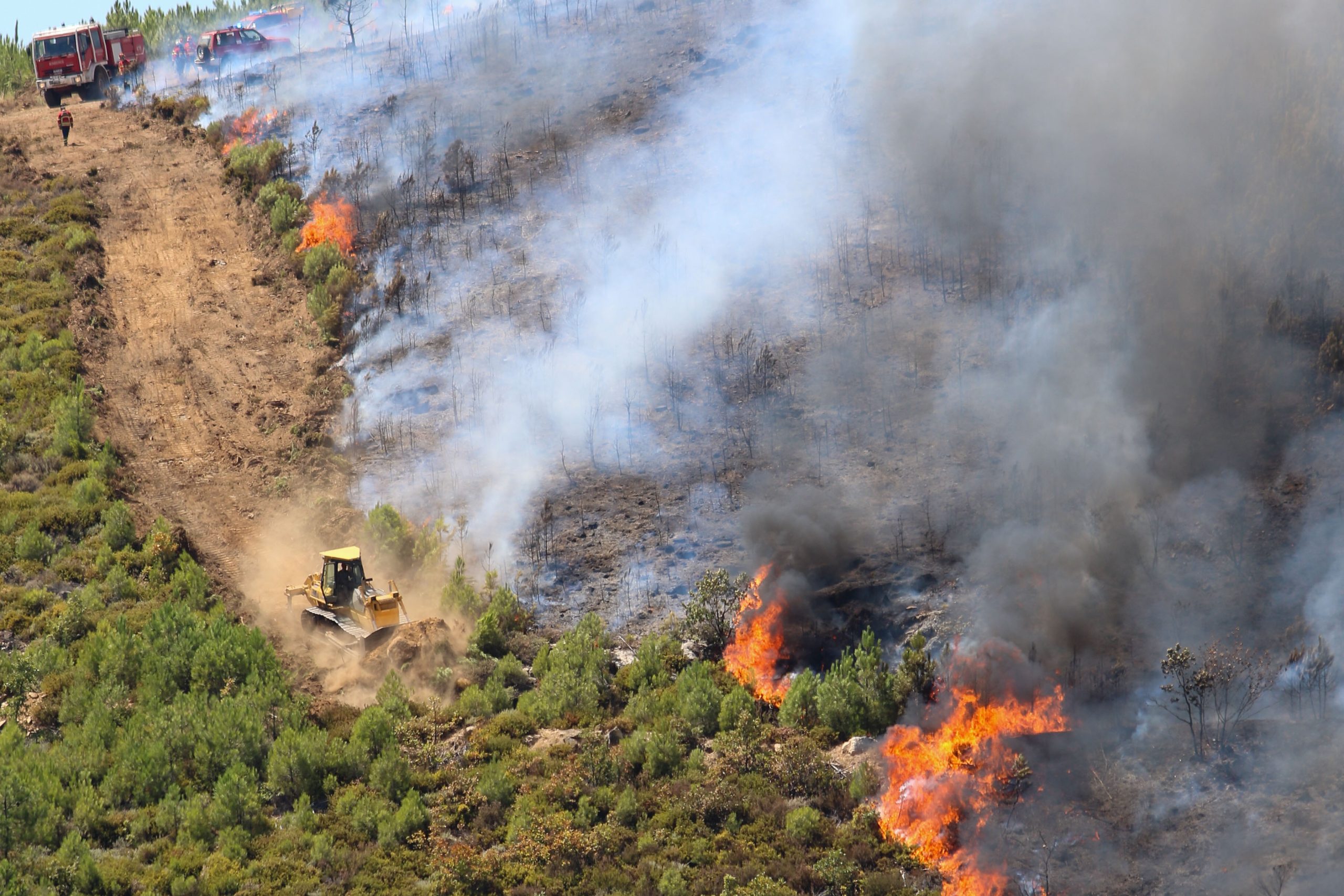 “Criar Raízes” depois dos incêndios. Mil árvores vão ser plantadas na serra da Estrela