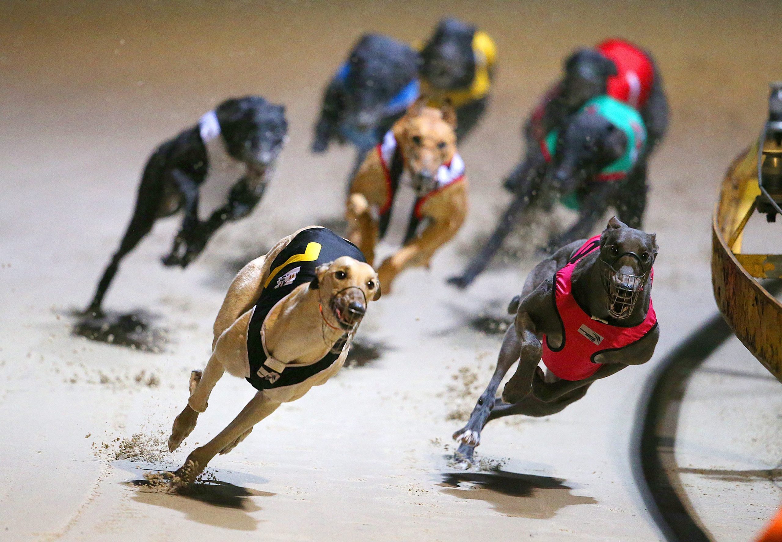 Nova Zelândia vai proibir a corrida de galgos, conheça as razões