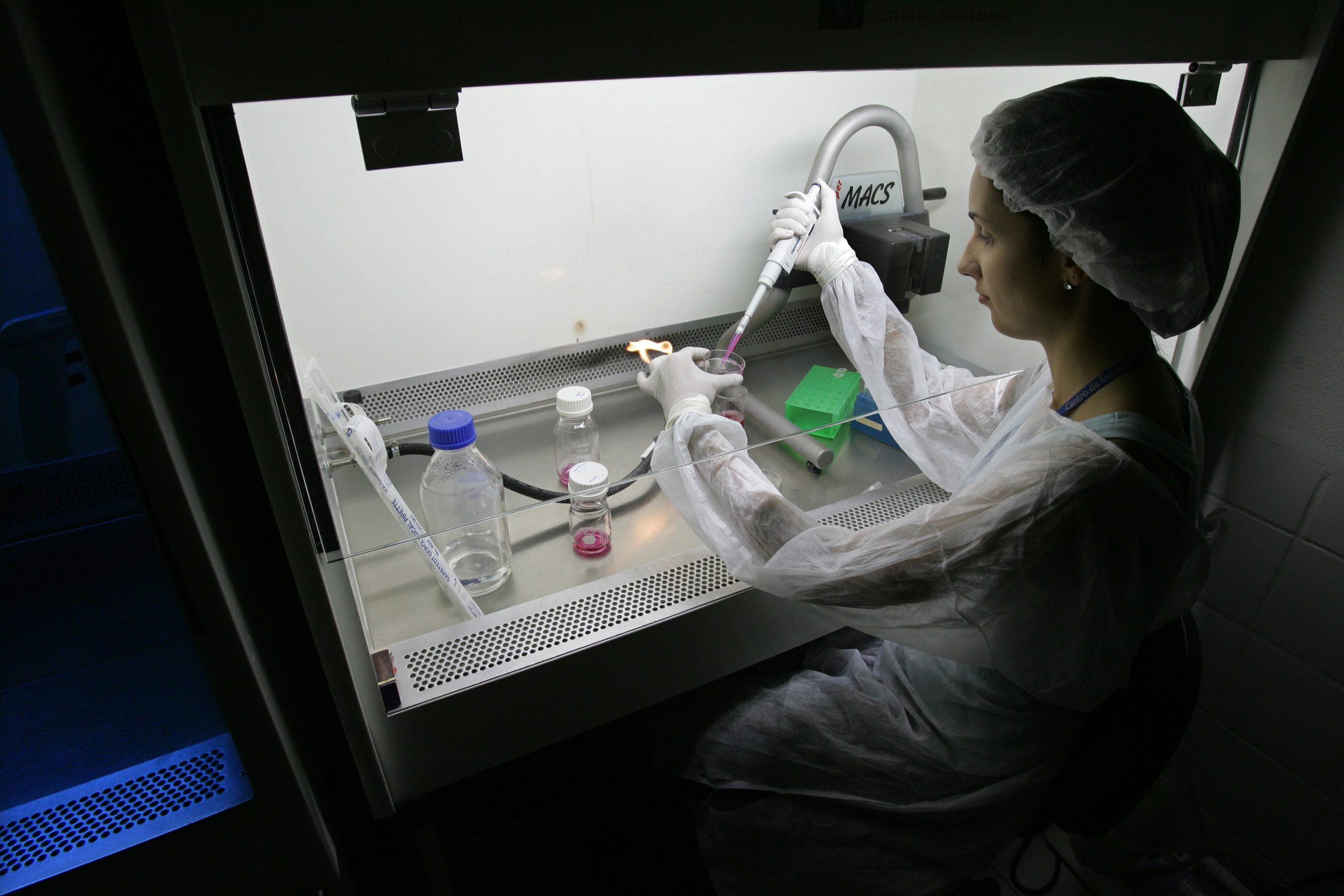 Cientistas tentam salvar rinoceronte-branco do norte da extinção com embriões ‘in vitro’