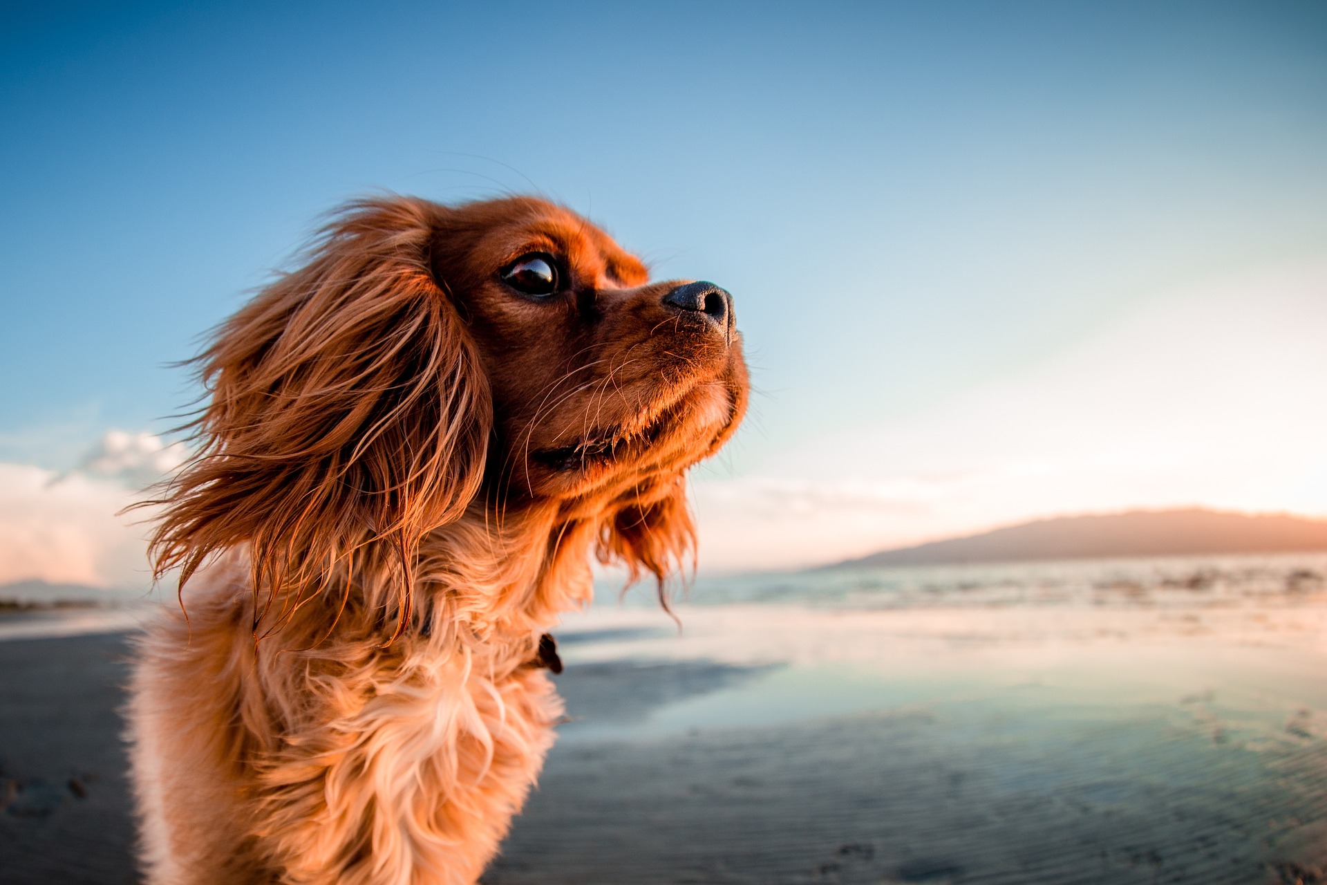 Animais de companhia permitidos em duas praias de Esposende
