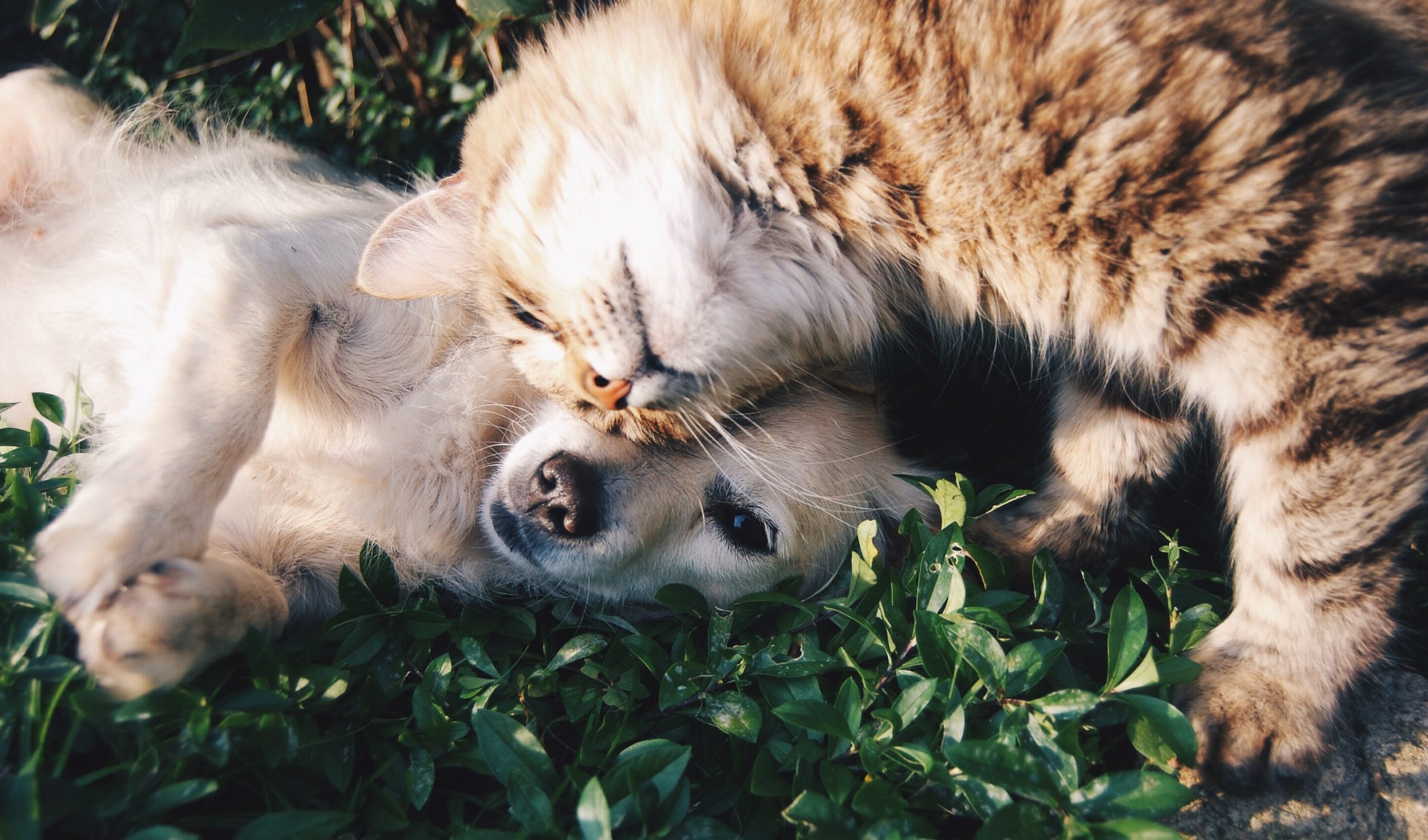 Pré-publicação de “O Luto por um Animal de Estimação”. O que podemos fazer quando os nossos bichos nos deixam?