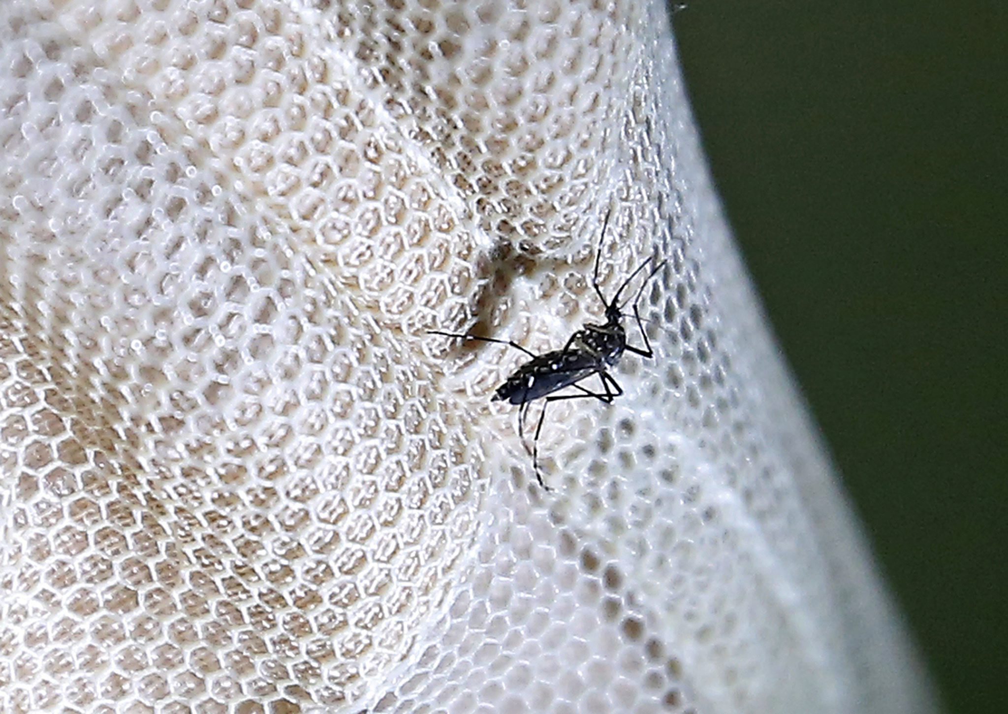 Angola com primeiro caso de bebé com microcefalia provocado pelo Zika