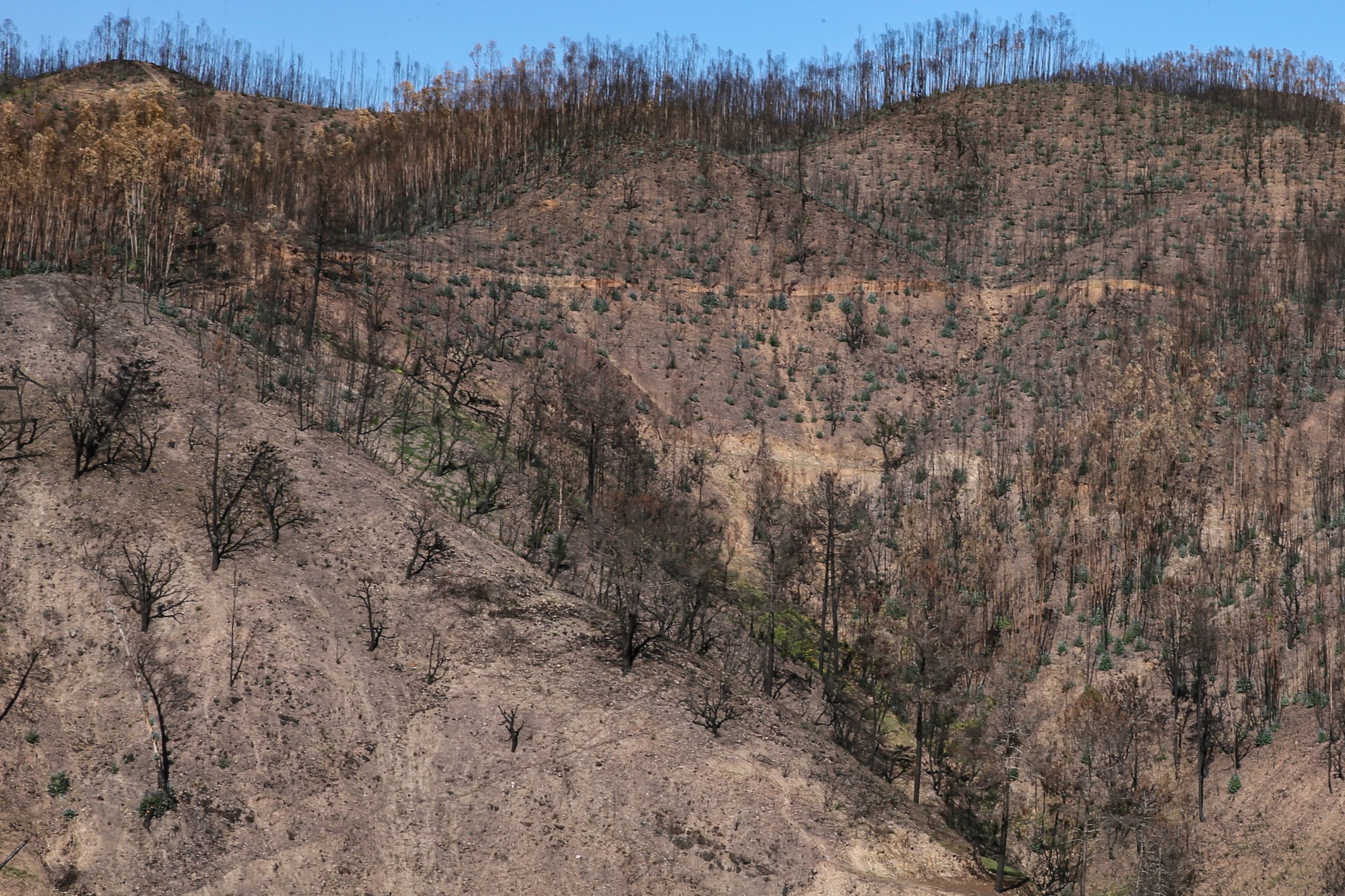 Mais de 9.500 hectares arderam em Vila de Rei e Mação. É aproximadamente a área de Lisboa