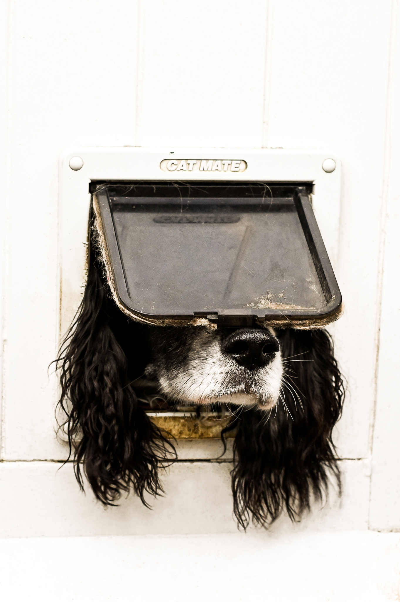 Um cão a sair pela porta do gato é o vencedor dos Comedy Pet Photography Awards