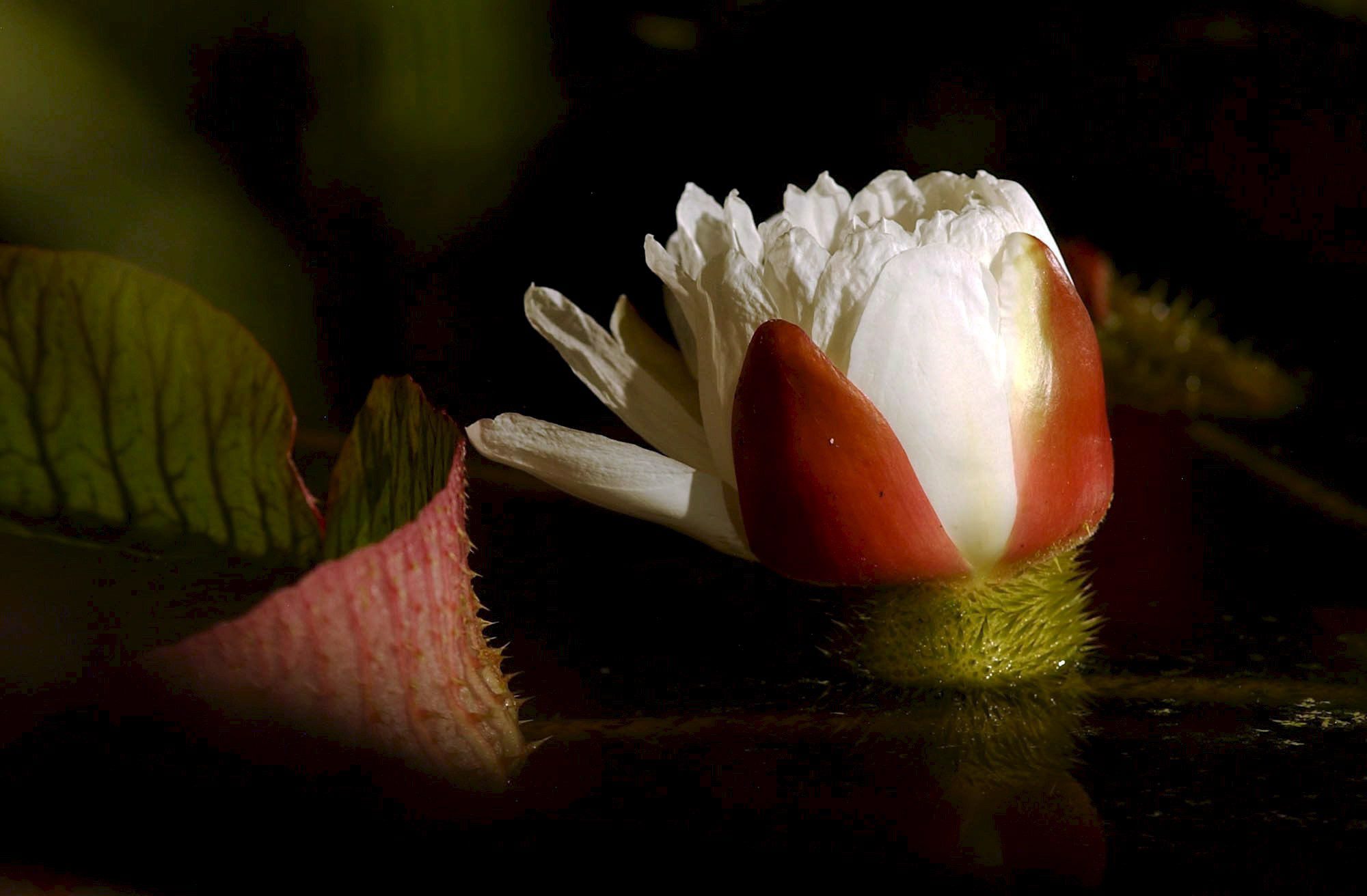 Um passo à frente. Com falta de abelhas, Japão cria insetos artificiais para polinizar flores