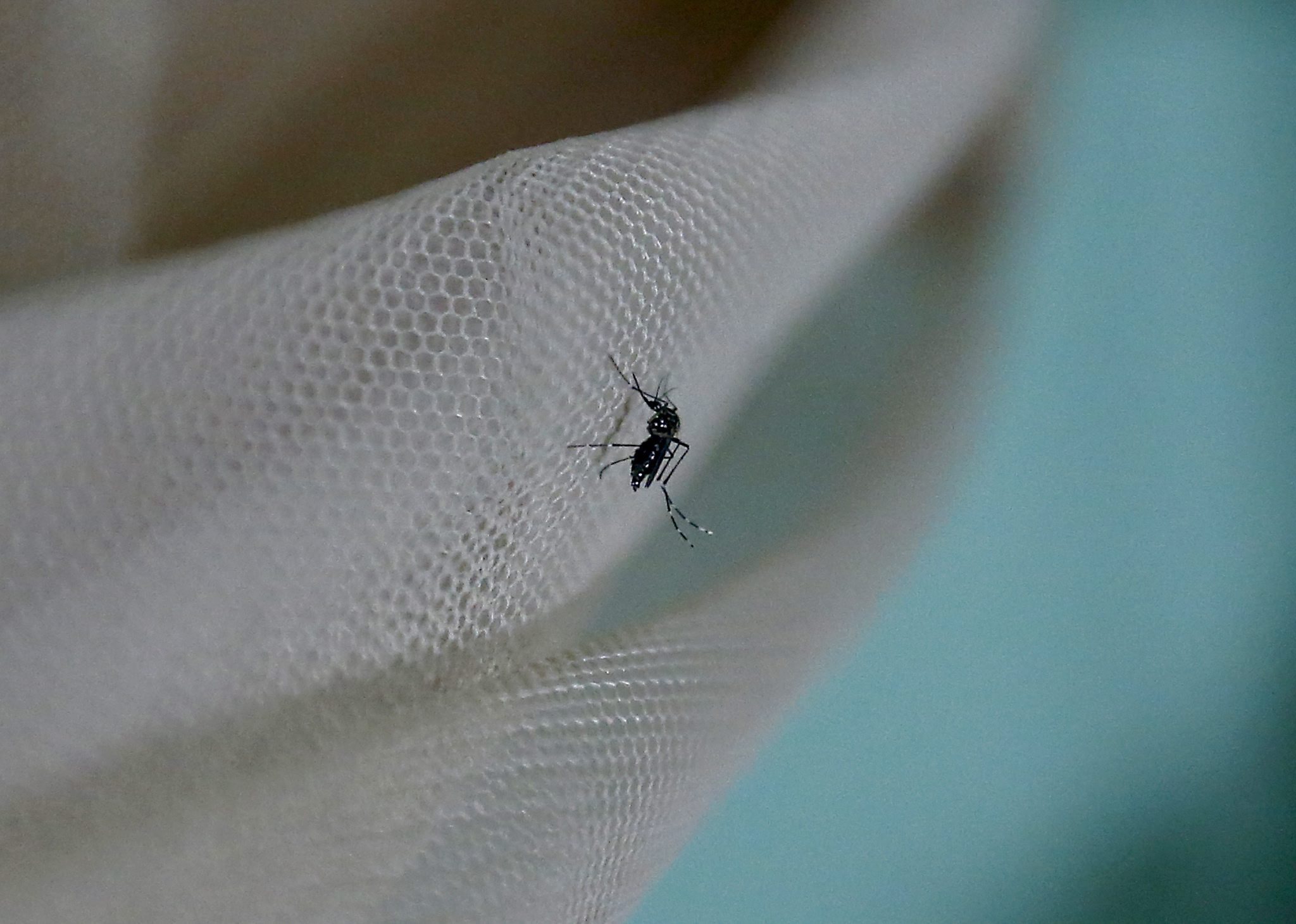 Cidadãos identificam mosquitos invasores que transmitem doenças