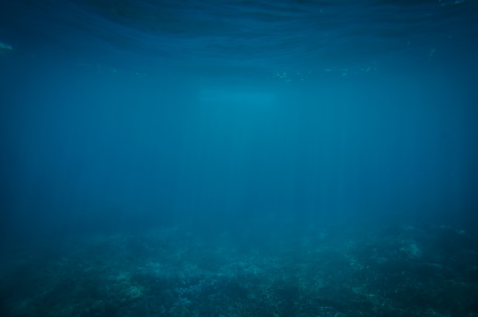 Estudo indica que vida marinha selvagem está a desaparecer