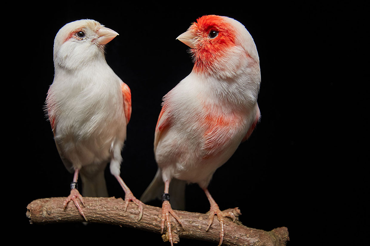 Porque é que há diferenças de cores entre aves macho e fêmea? A resposta foi dada pela Universidade do Porto e a descoberta faz a capa da revista Science