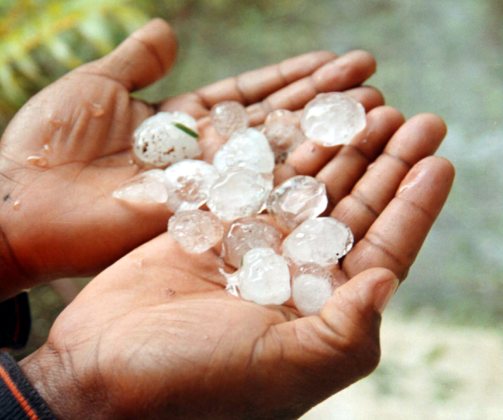Granizo volta a provocar estragos em vinhas de Vila Real