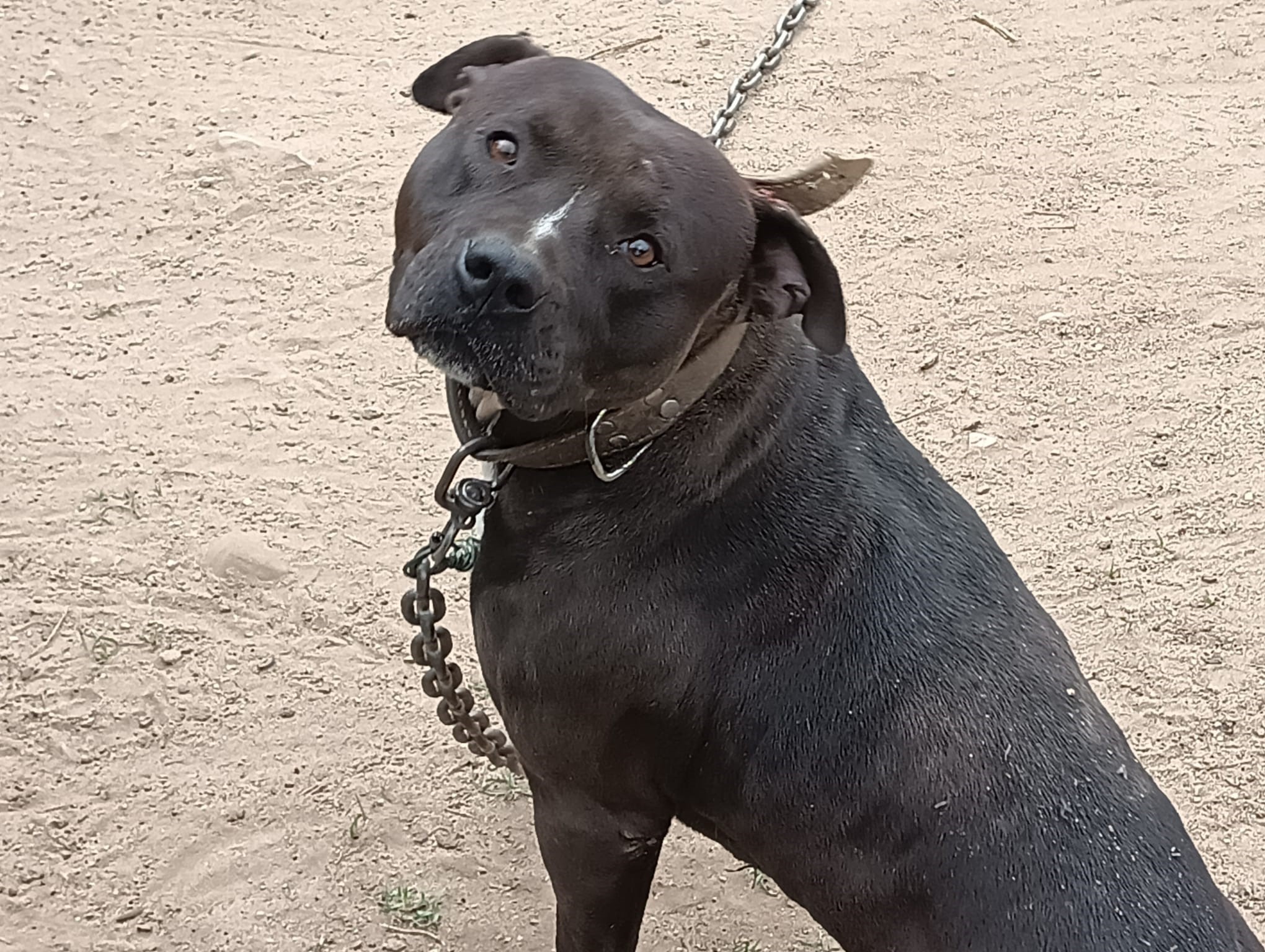 PSP de Leiria resgata Pit Bull que agora irá para adoção