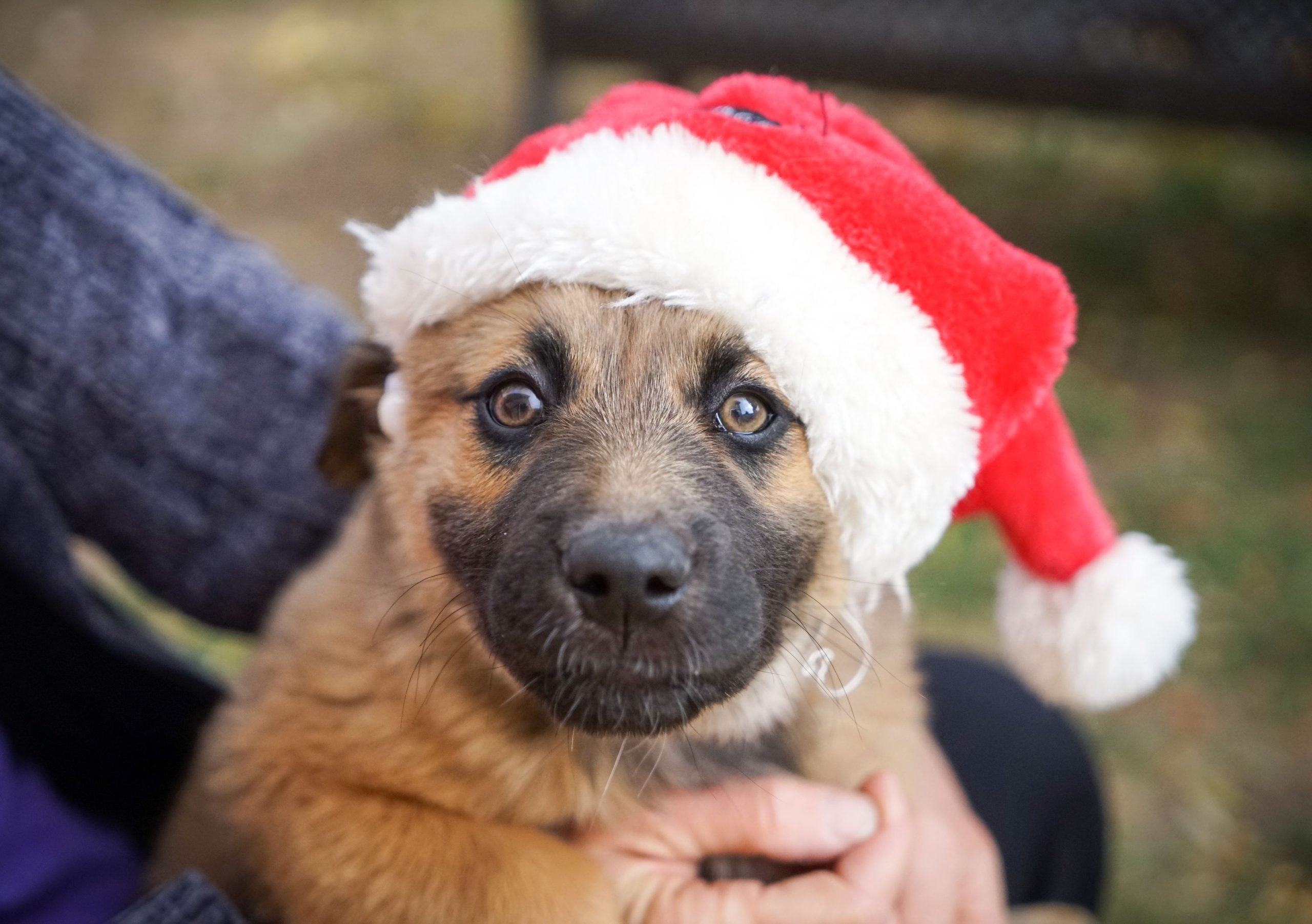 Dog Christmas - Natal solidário 2019