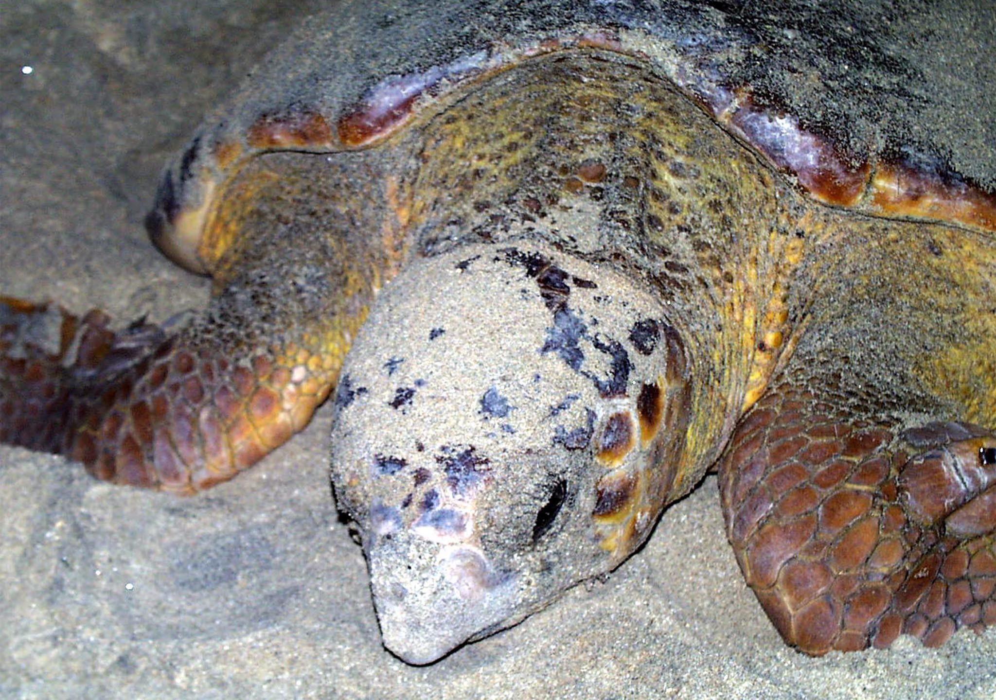 Menos atividades e apenas voluntários locais para proteger tartarugas em Cabo Verde