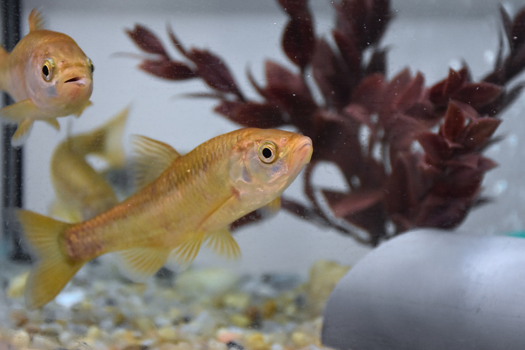 Parceria inédita protege peixes endémicos de água doce em Portugal