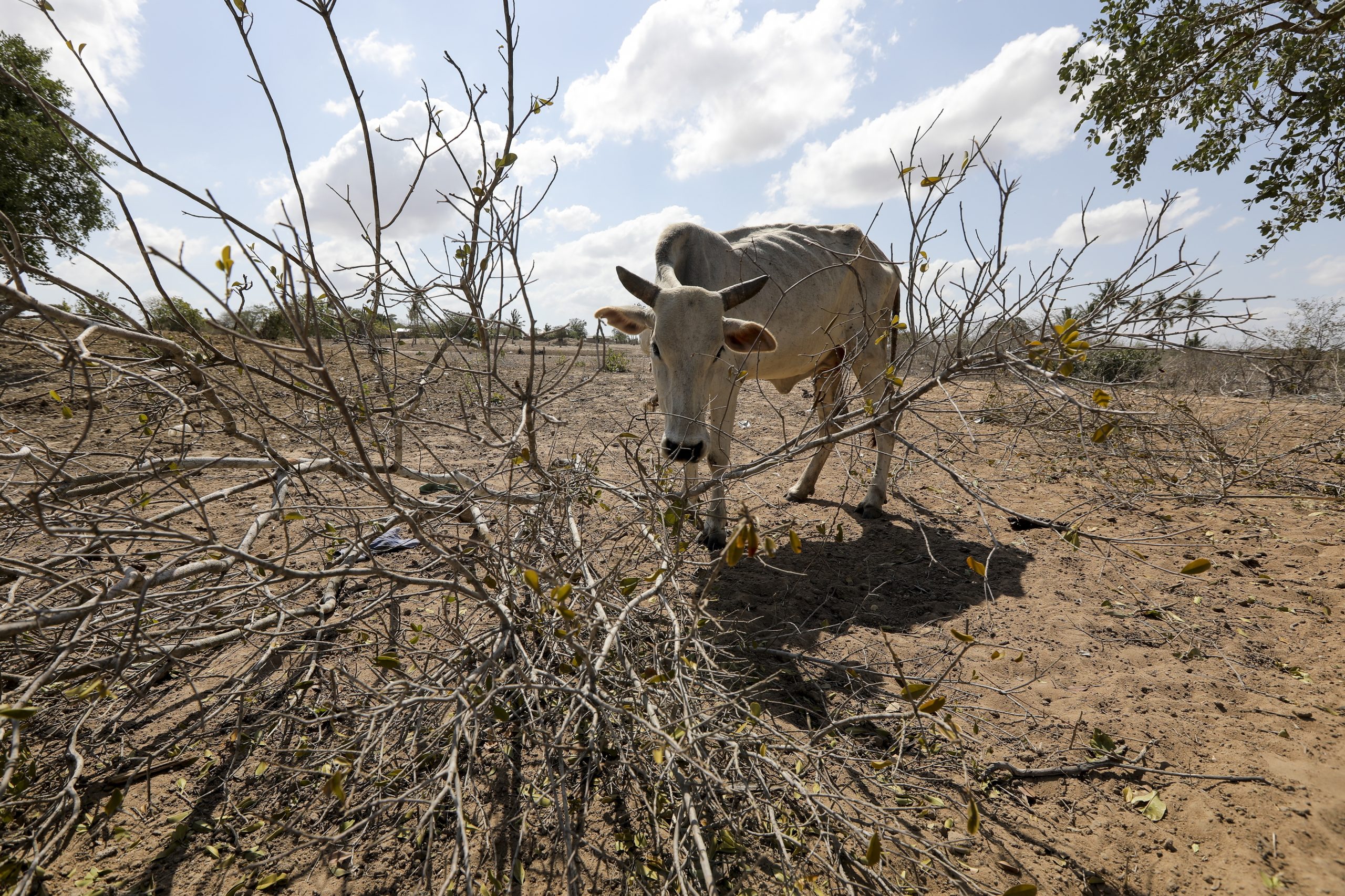 Países ricos prometem 25 mil milhões de dólares a África para combater alterações climáticas