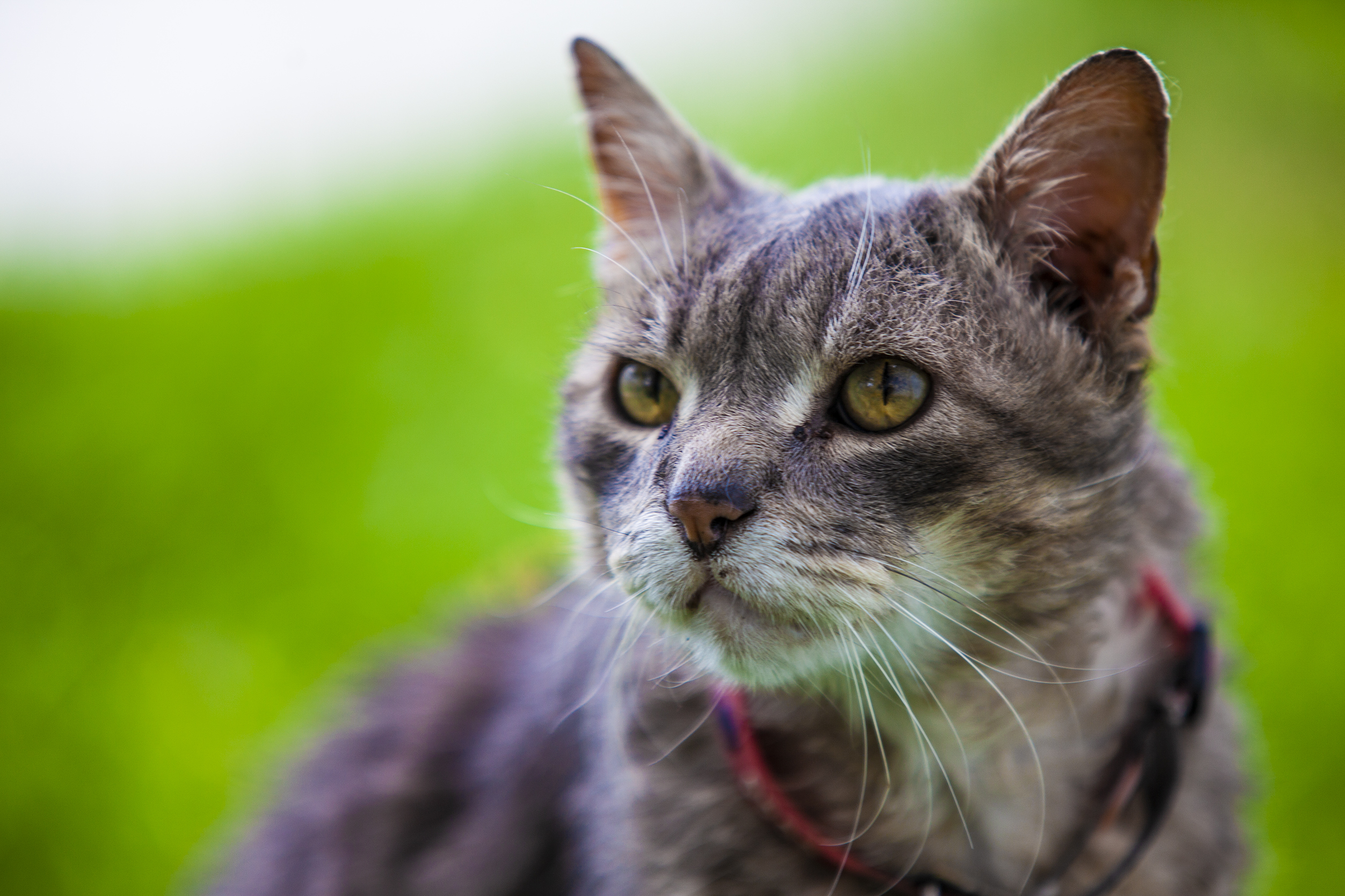 Dia Mundial do Animal. Calvin não é um gato qualquer, é um senhor gato