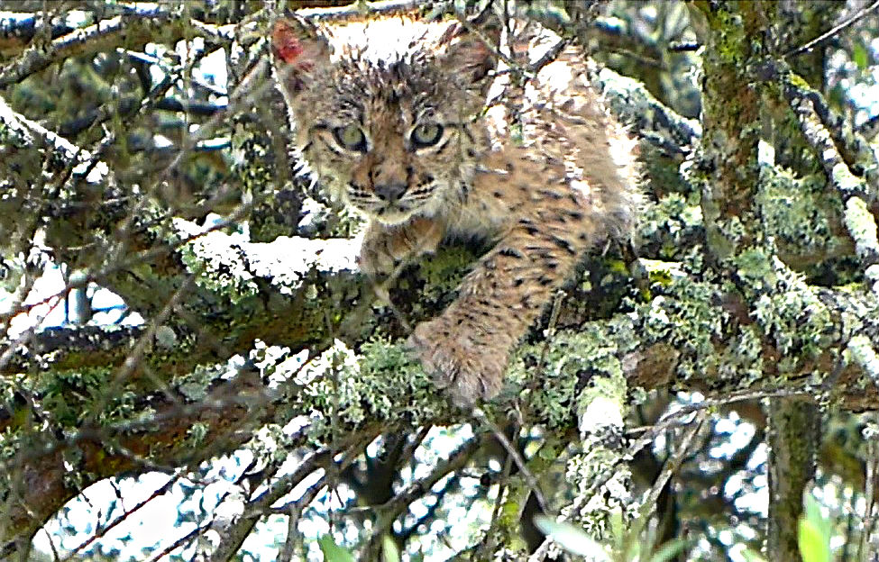 Lince-ibérico vai ter dois cercados na Serra da Malcata