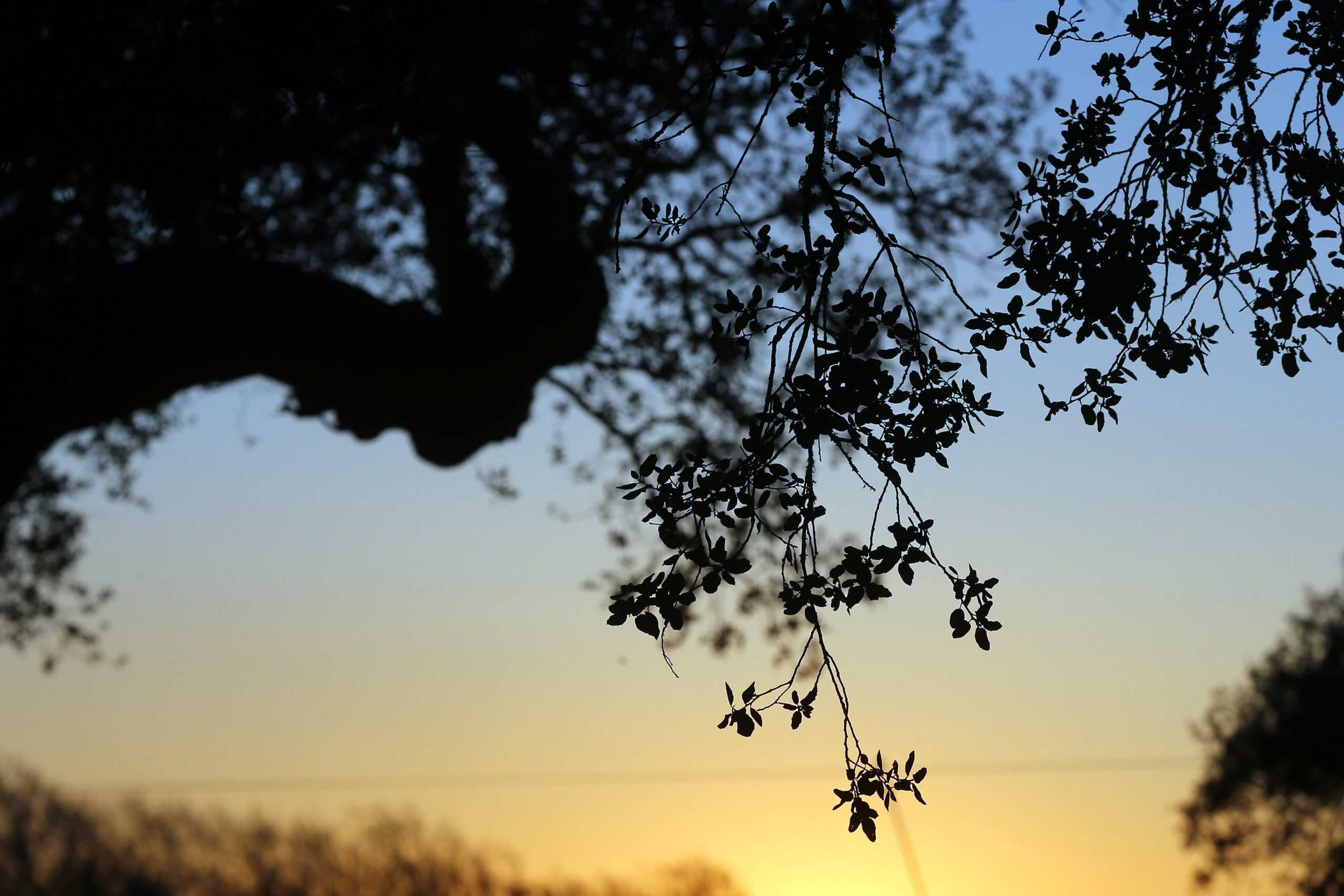 Área e número de árvores abatidas no Alto Alentejo está a ser contabilizada