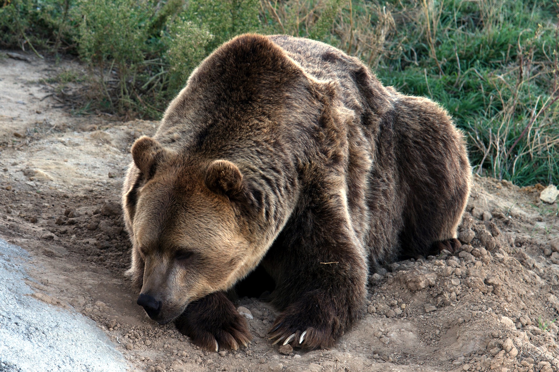 Biólogo defende plano ibérico de gestão das populações de urso-pardo