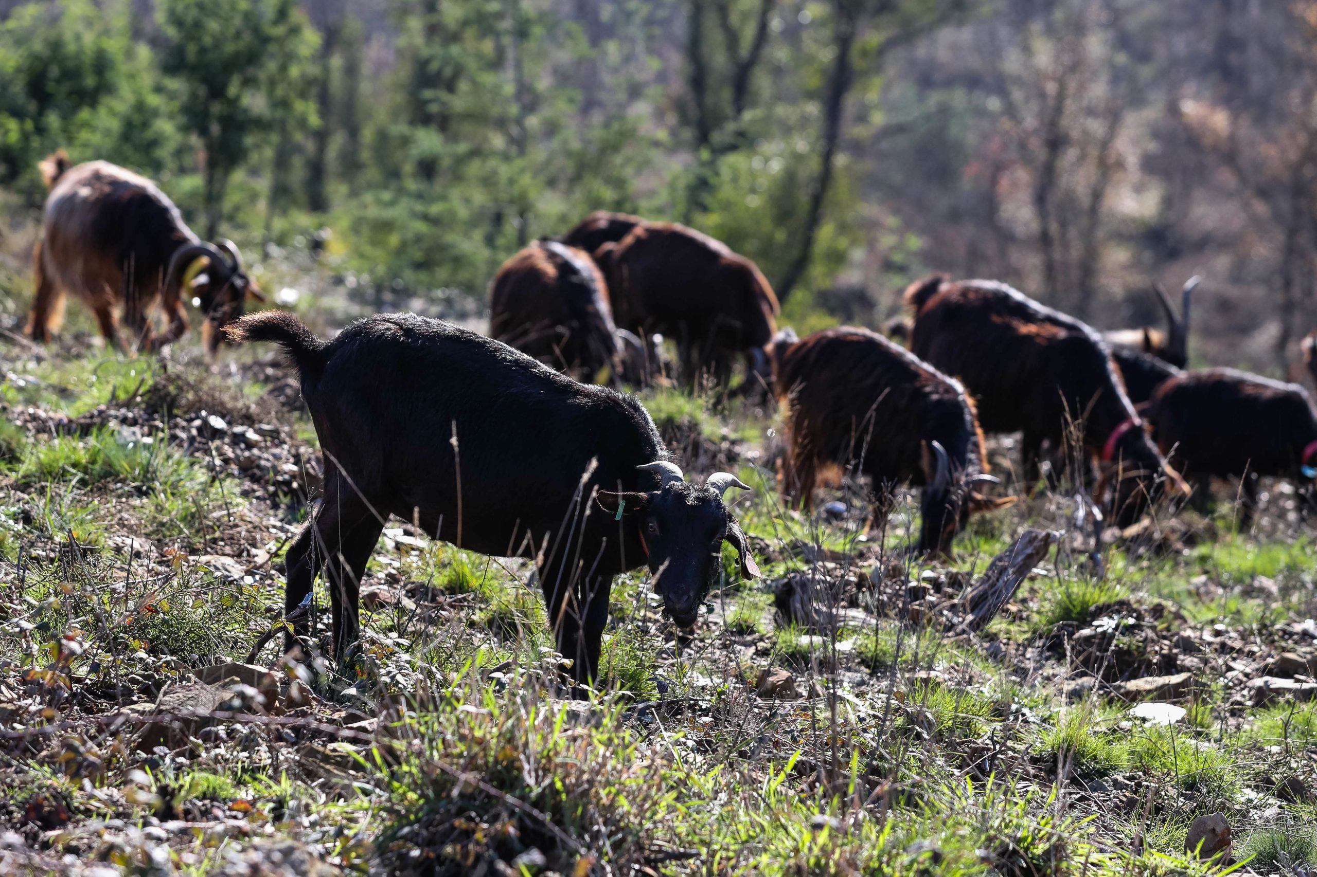 Em Boticas defende-se a continuidade do programa “Cabras Sapadoras”