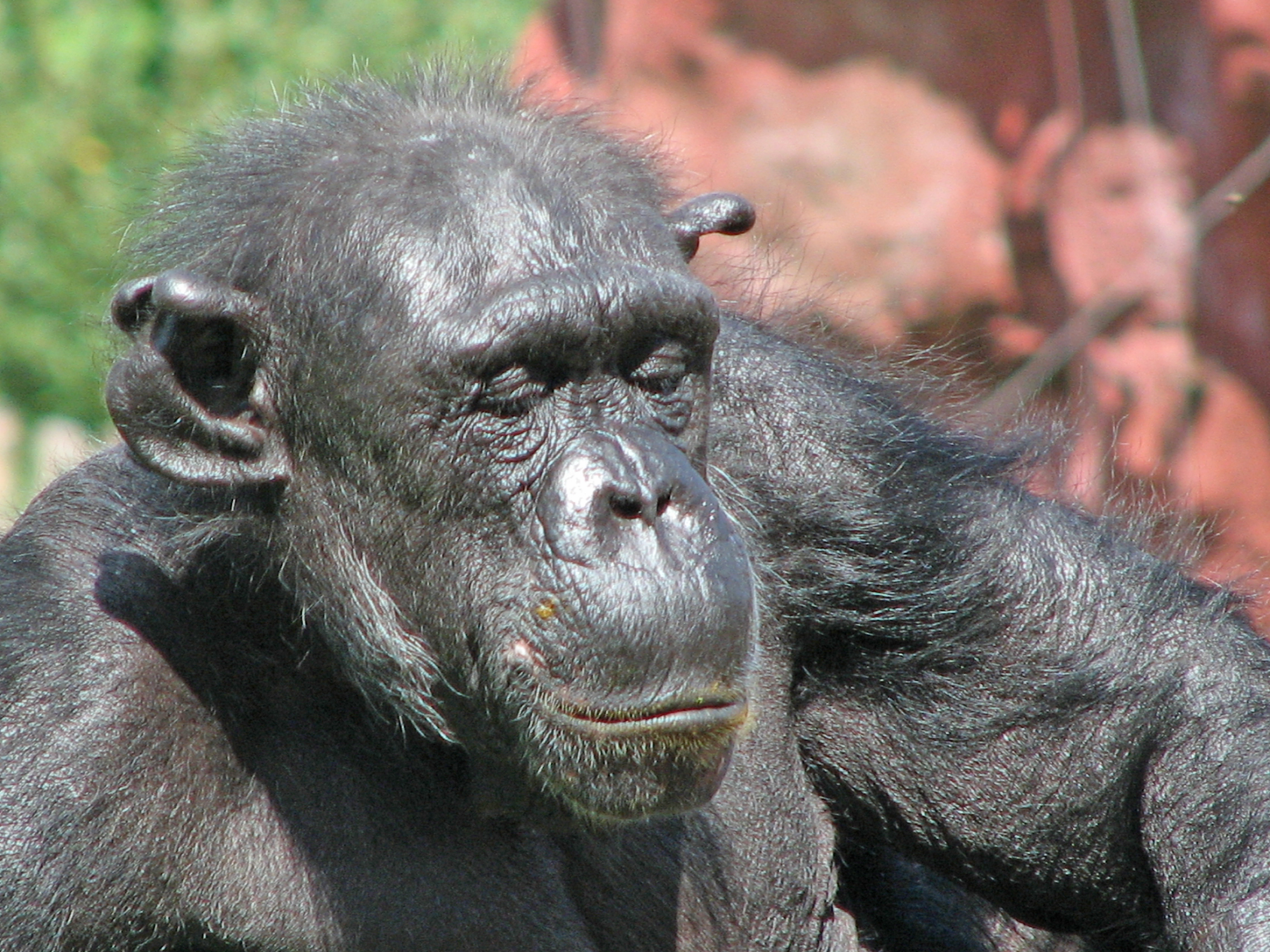 Nova descoberta: chimpanzés limpam-se após o sexo e cuidam das suas feridas