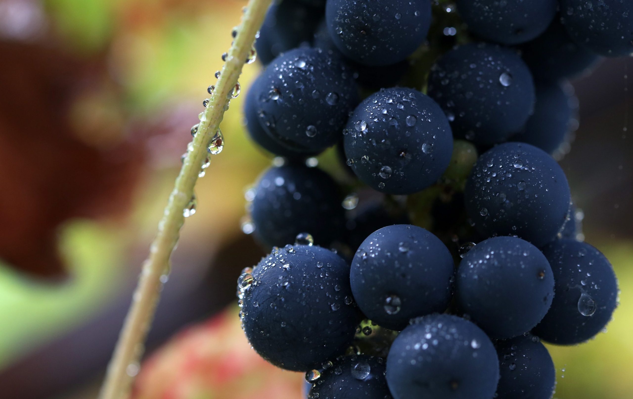Conselho da UE inicia negociação de medidas de apoio ao setor do vinho