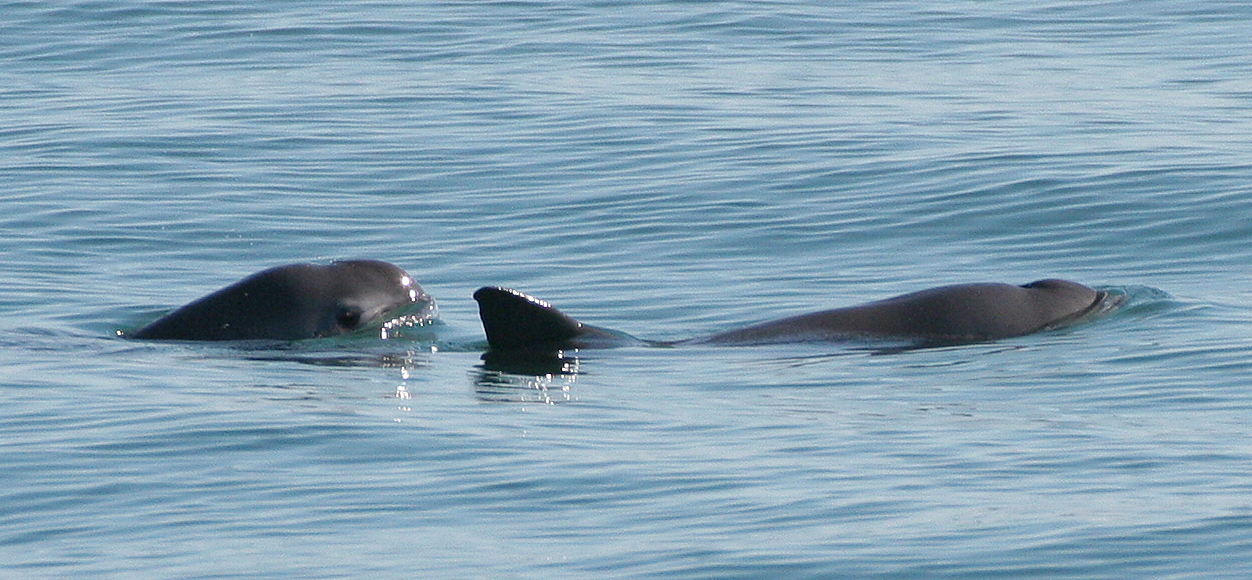 Vaquita marinha em vias de extinção. Autoridades mexicanas são “cúmplices”