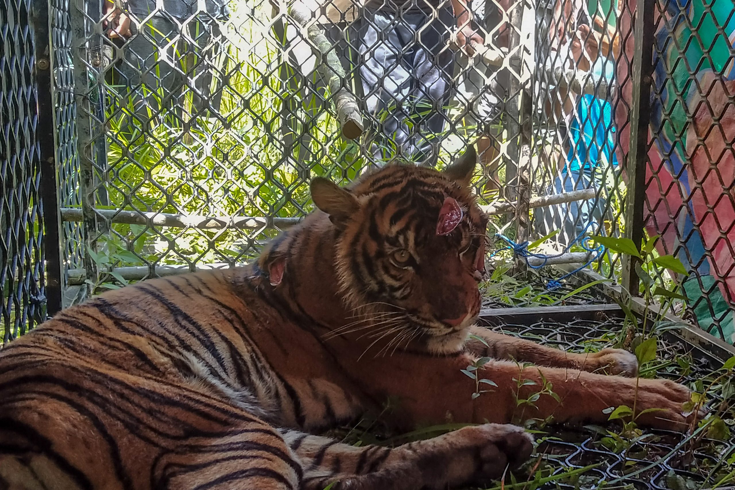 Tigre que atacou agricultores capturado na Indonésia