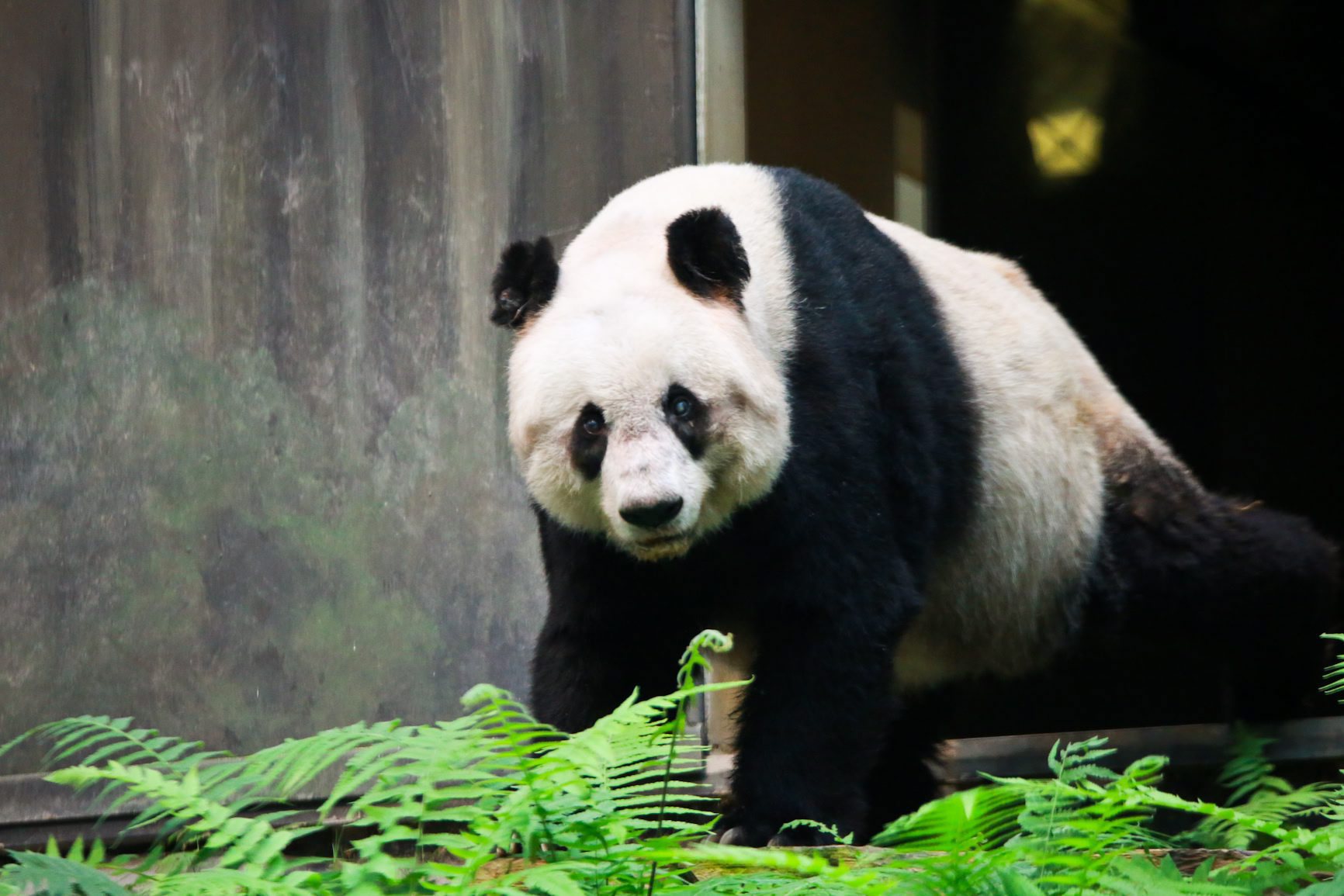 Meng Meng e Jiao Qing. Os dois pandas embaixadores da China que chegaram a Berlim