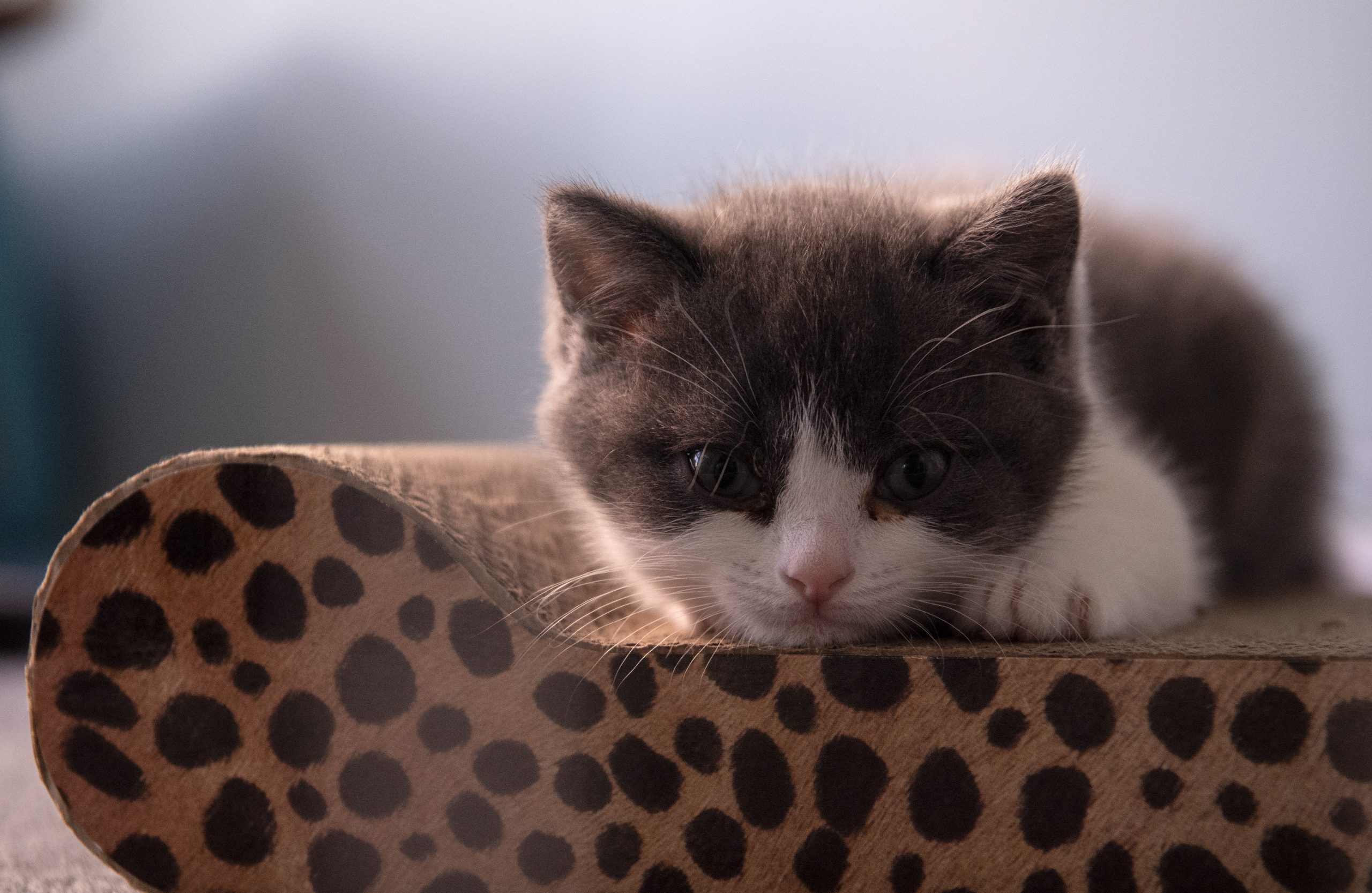Gato regressa a casa quatro dias depois de ser cremado
